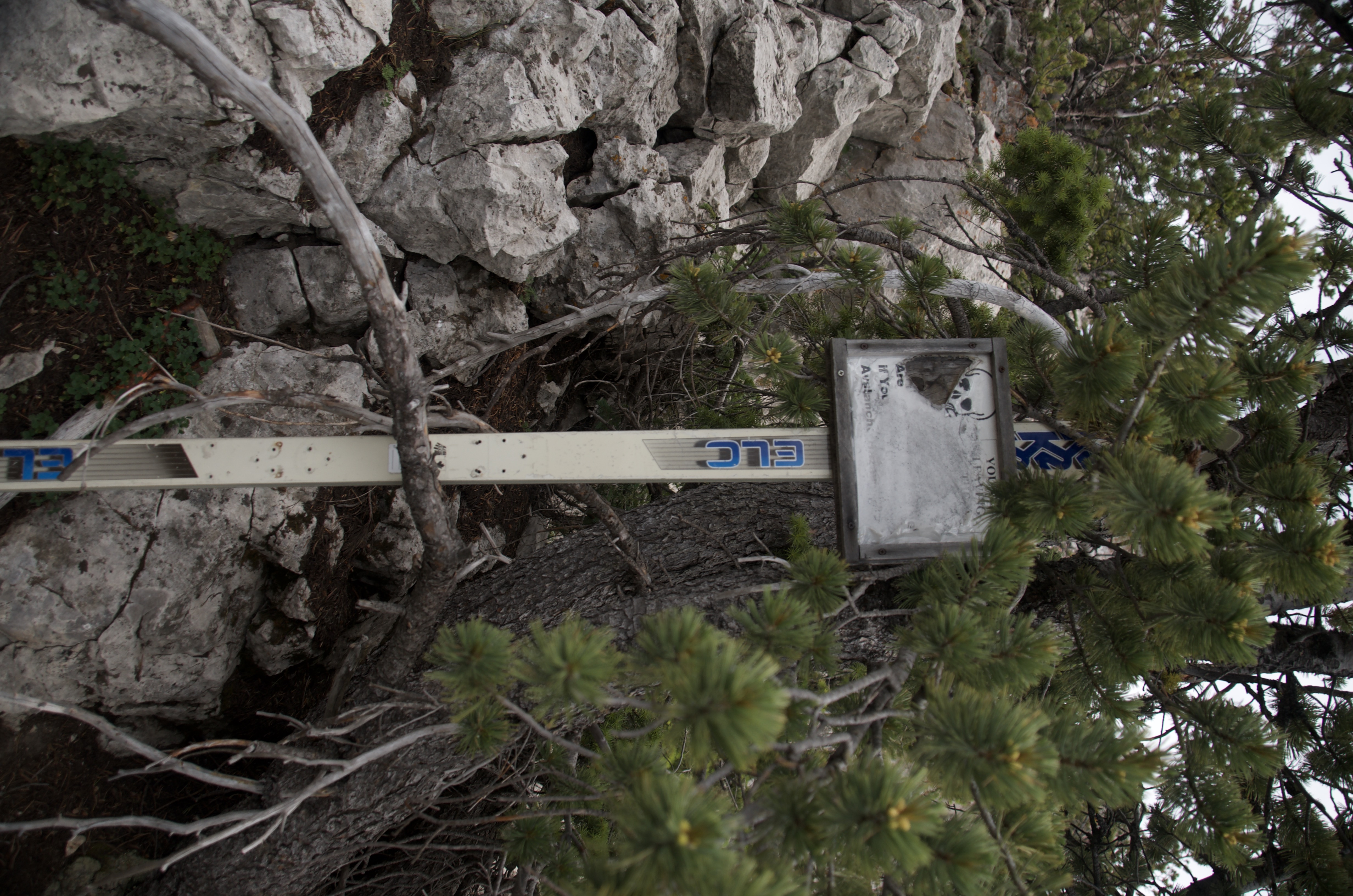 USFS trail marker partially hidden in pine branches on the Bridger Ridge