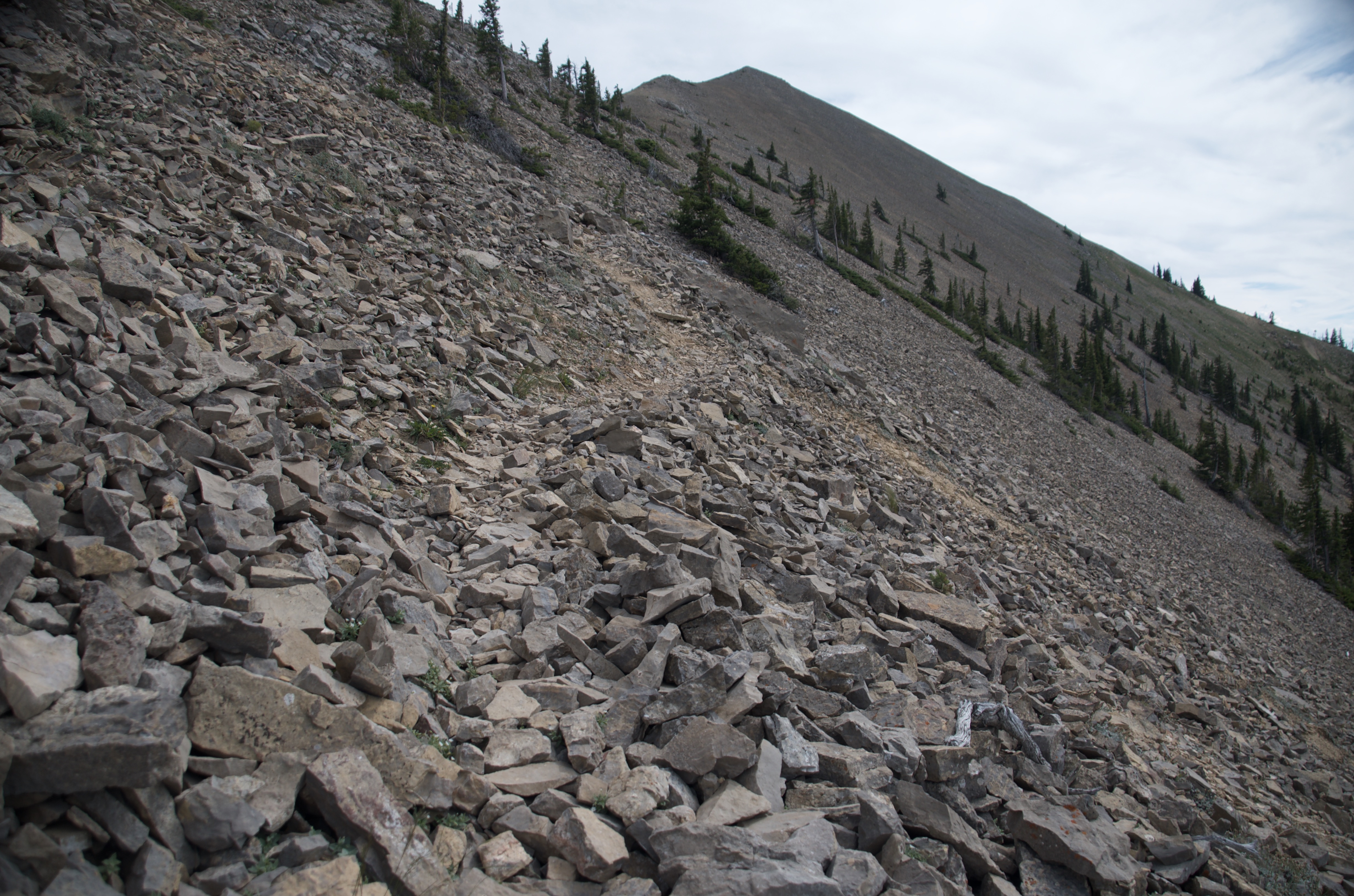 Steep loose scree traverse on the Bridger Ridge with a peak rising above and scattered trees on the slope
