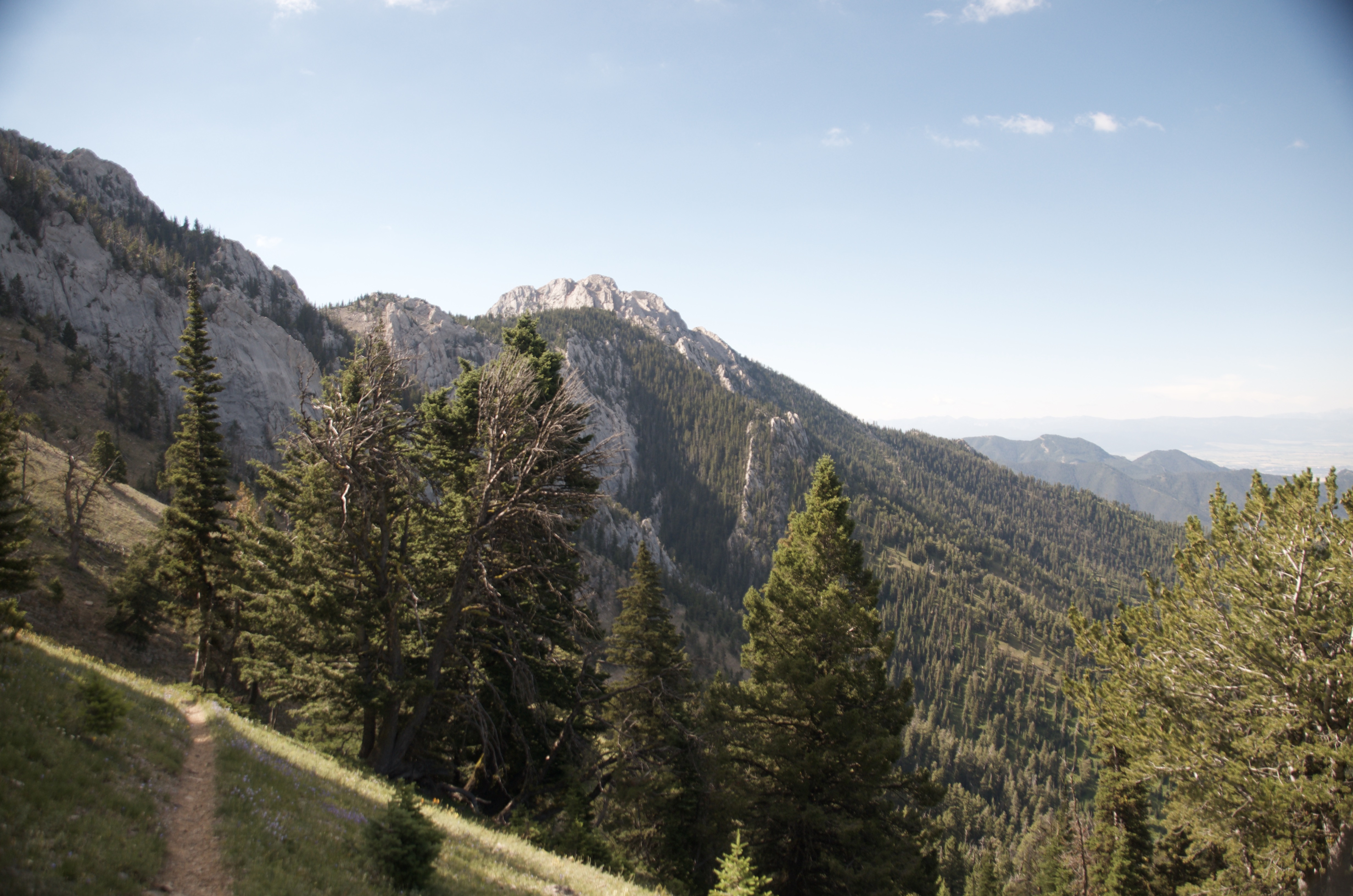 Narrow trail through forest with rocky limestone peak visible ahead through the trees on the Bridger Ridge approach