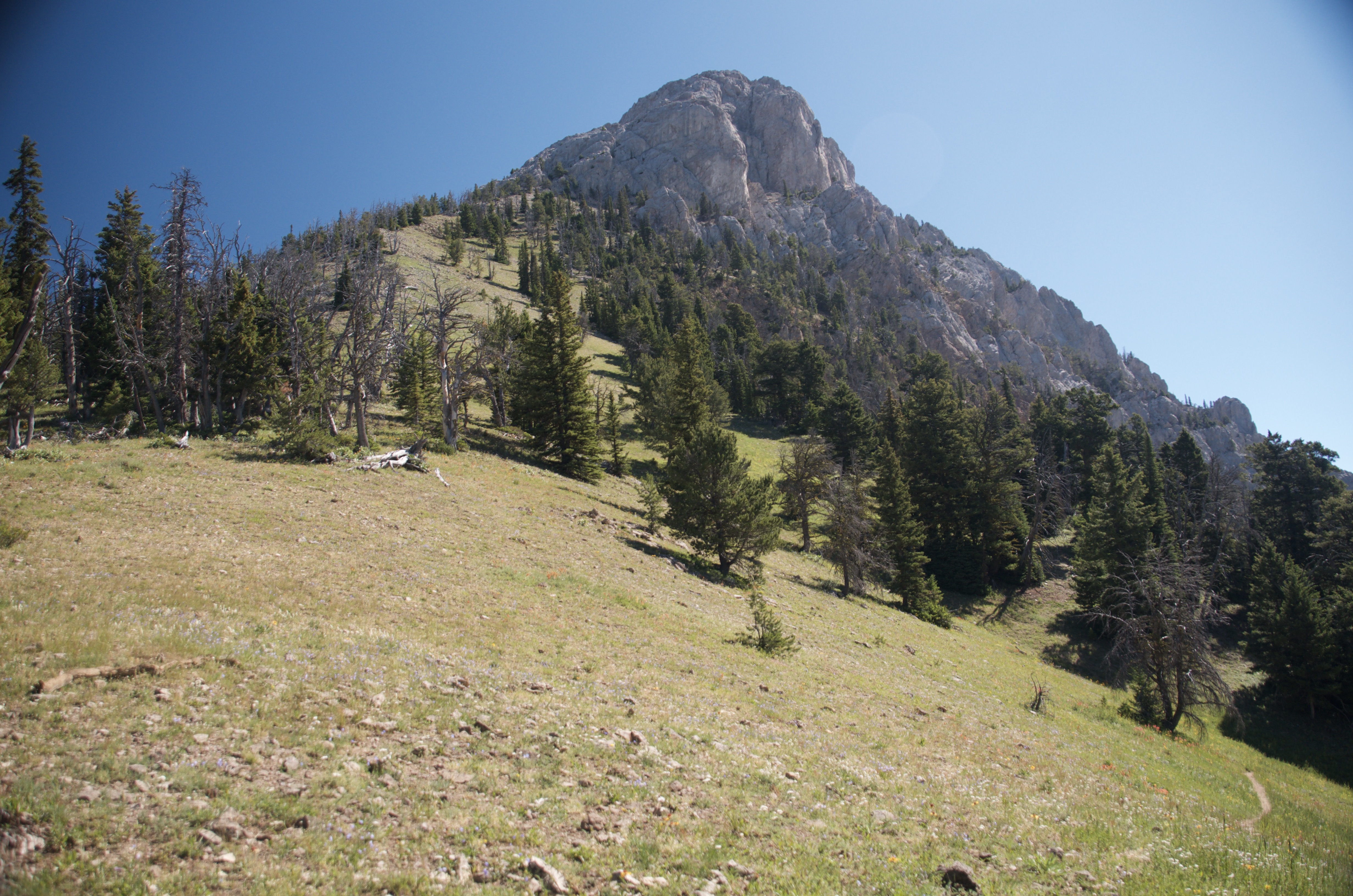 Open grassy alpine meadow below a rocky limestone summit on the lower Bridger Ridge