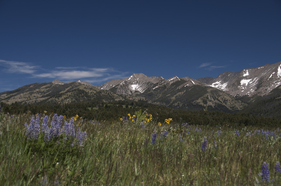 Purple lupine and yellow wildflowers with snow-capped Crazy Mountains