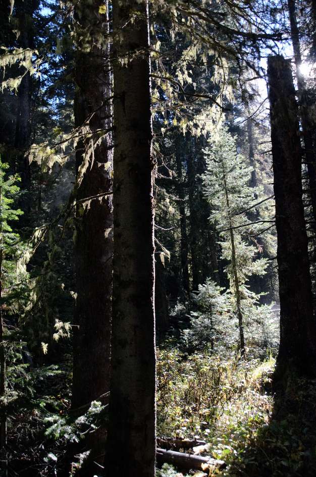 Morning sunlight filtering through misty evergreen forest with lichen-covered trees