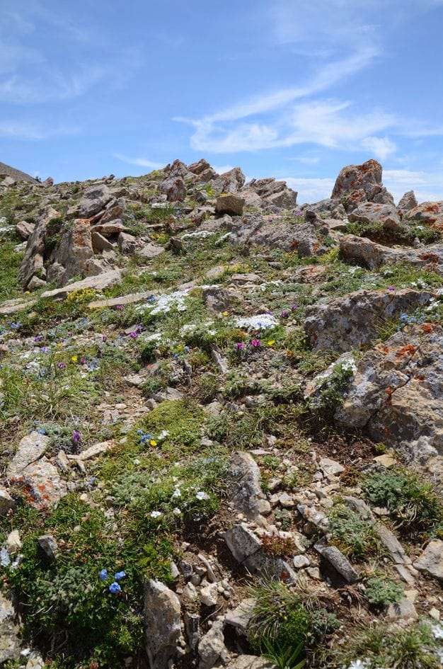 Alpine wildflowers blooming among lichen-covered rocks near summit