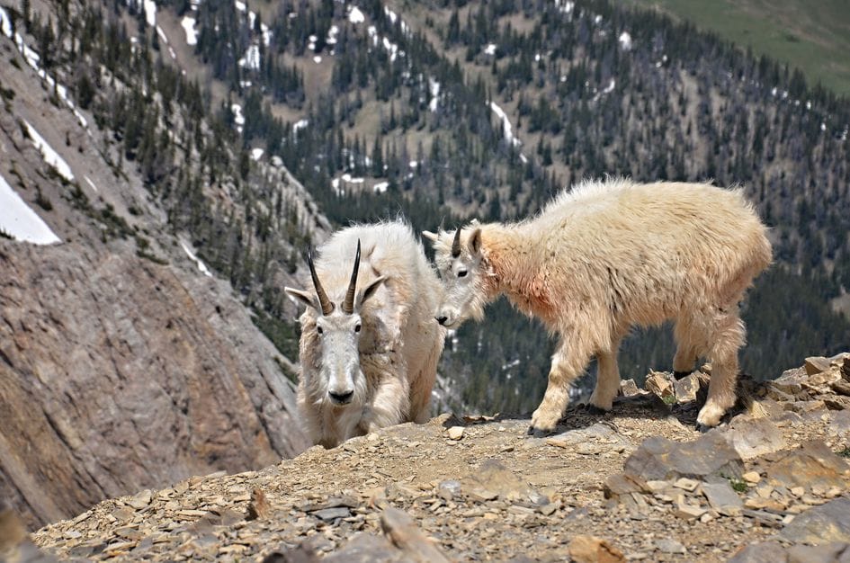 Three mountain goats on rocky ledge with forested valley far below