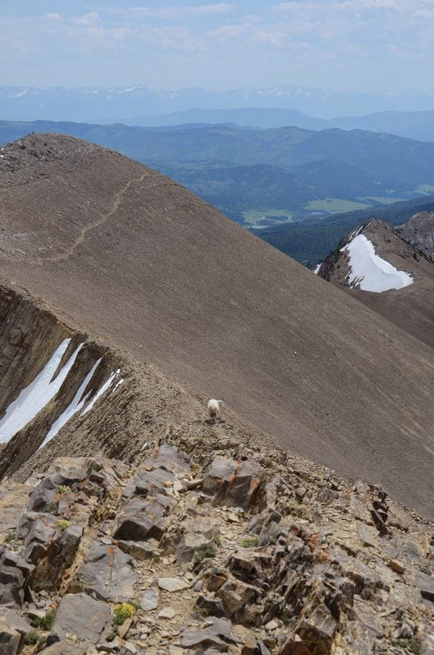 Mountain goat traversing steep scree slope with snow patches and distant peaks