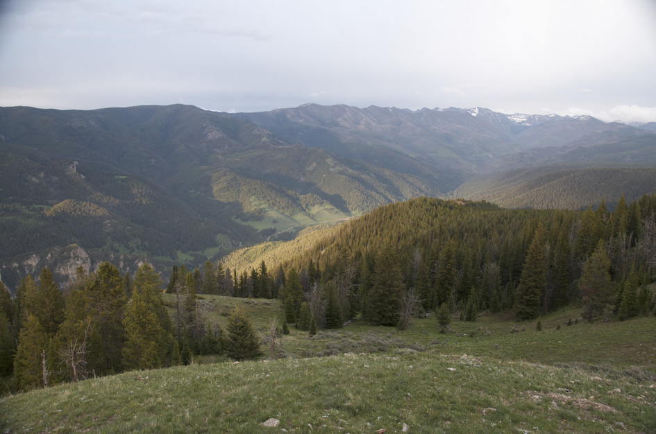 View of forested Gallatin Canyon valley and distant peaks at golden hour