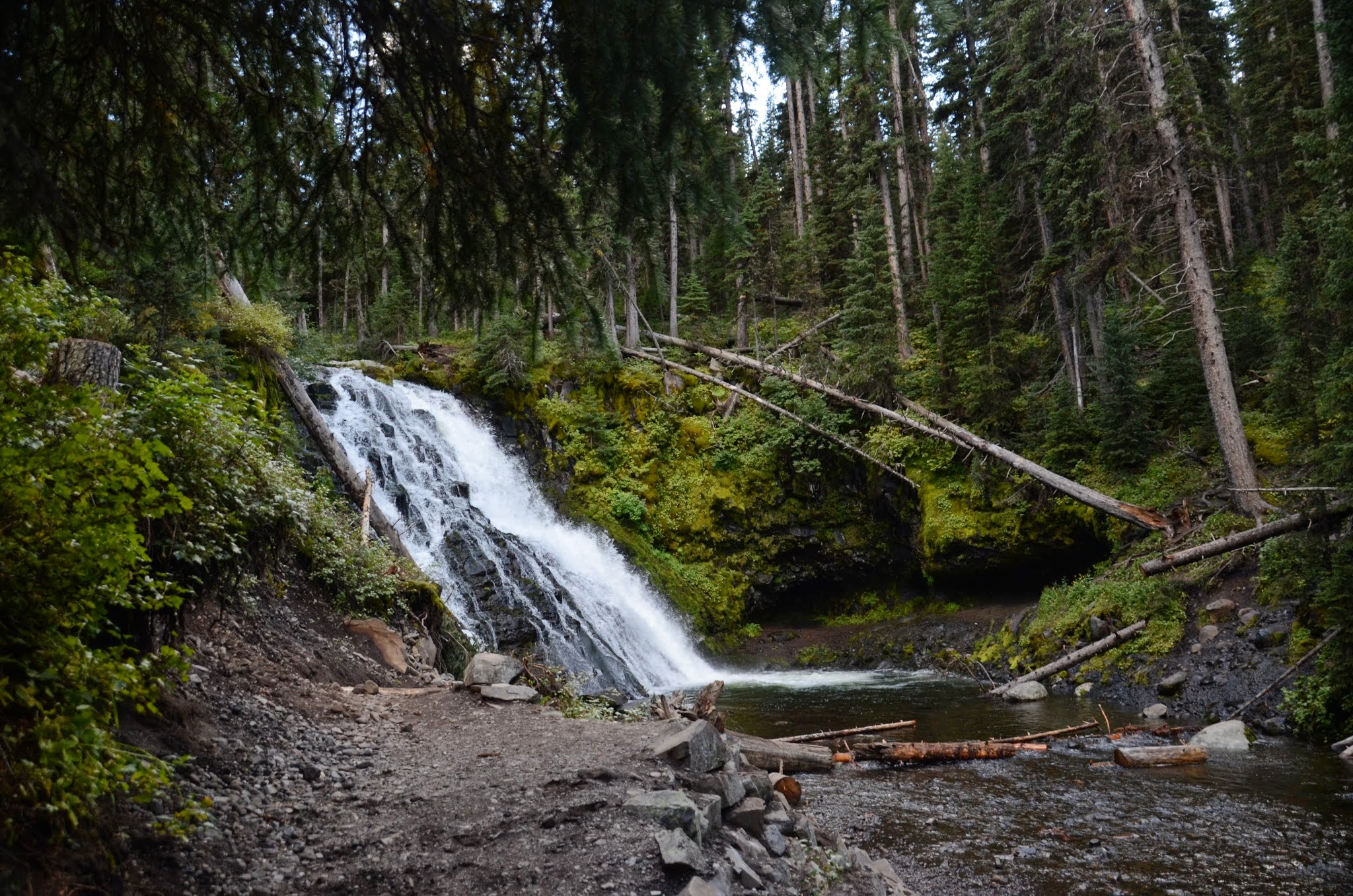 Wide view of Grotto Falls dropping into a forested pool with fallen logs and green moss