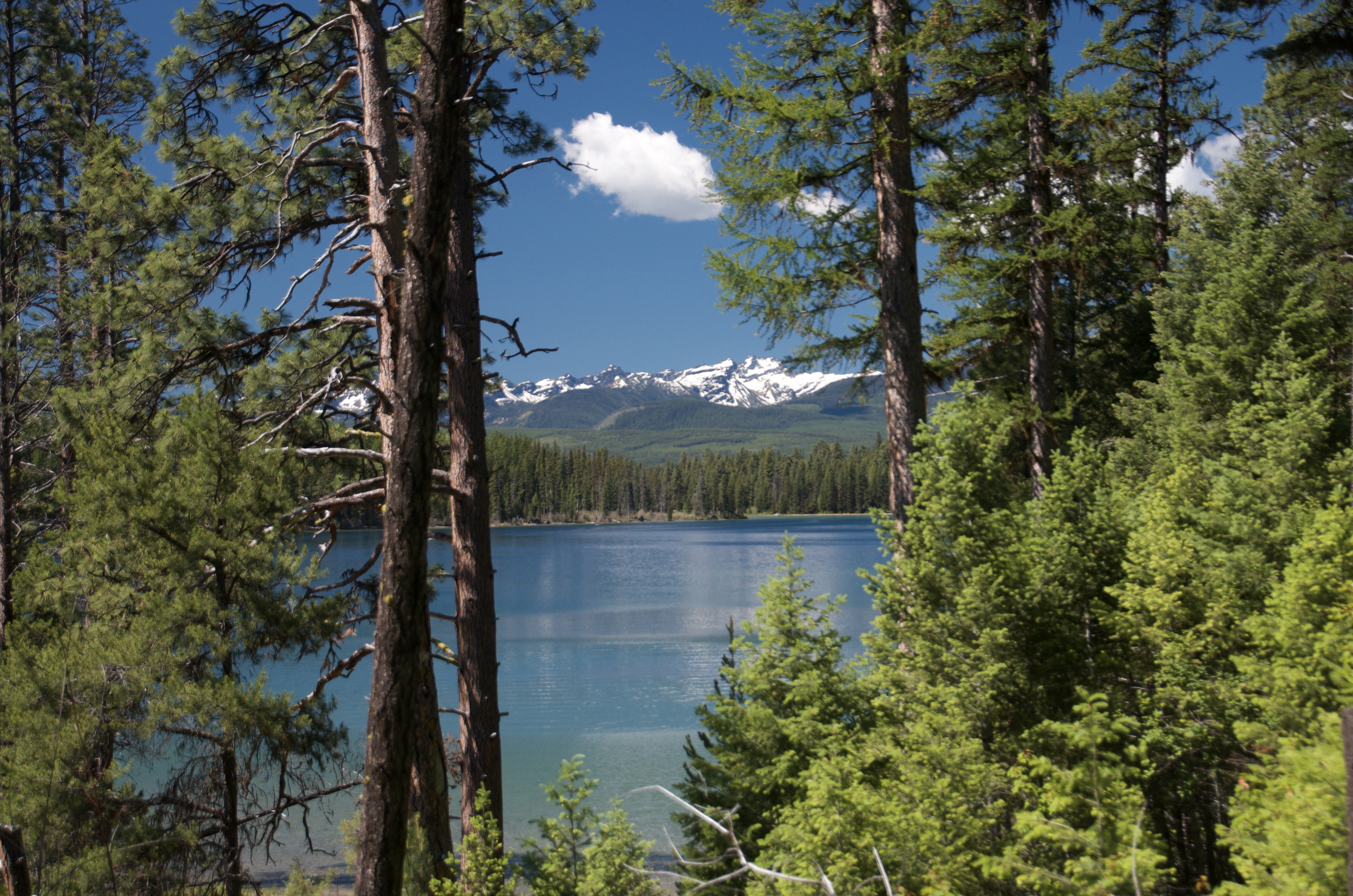 Holland Lake and snowy peaks framed through dead trees along the trail