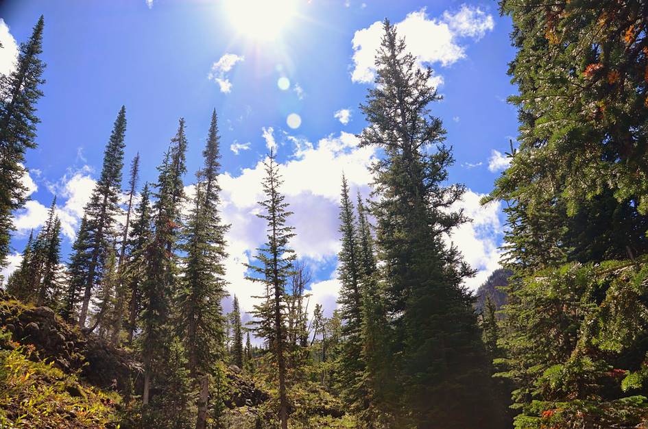 Tall spruce trees silhouetted against bright blue sky with sunburst