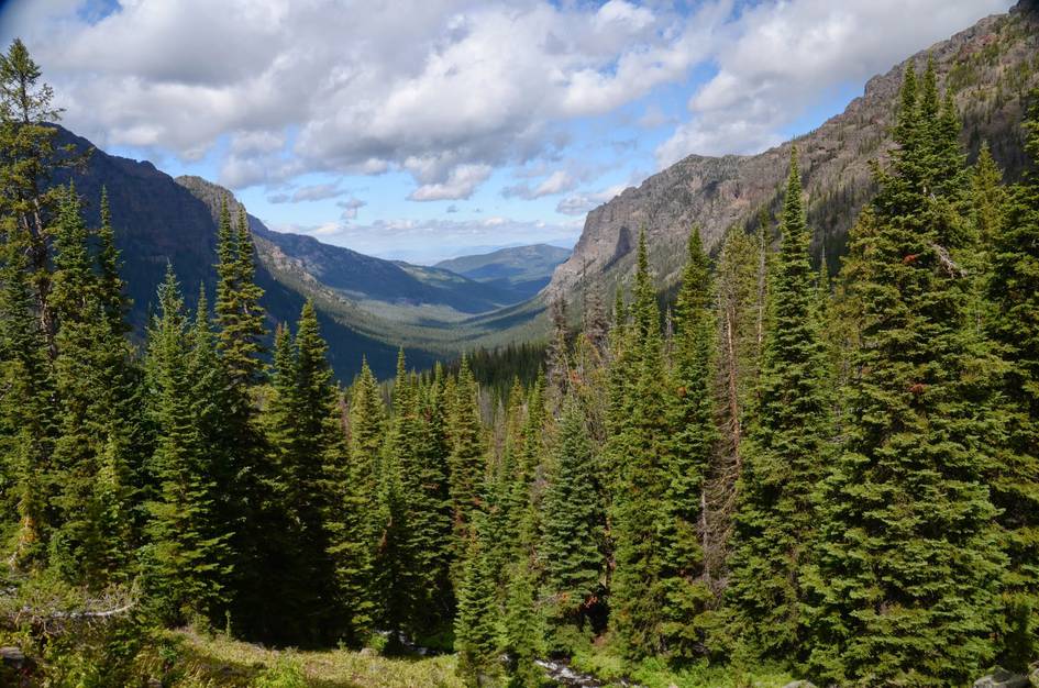 Sweeping view down U-shaped glacial canyon with spruce forest and cliff walls