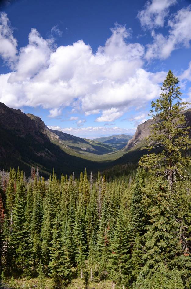 Vertical view down glacial canyon with rocky cliffs and dense spruce forest
