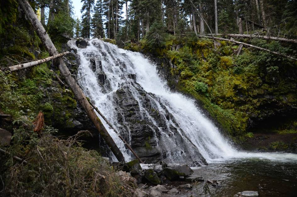 Wide cascading waterfall with fallen logs over mossy rocks in forest