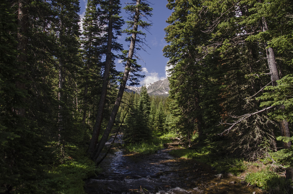 Mountain creek flowing through dense spruce forest toward snow-capped peak