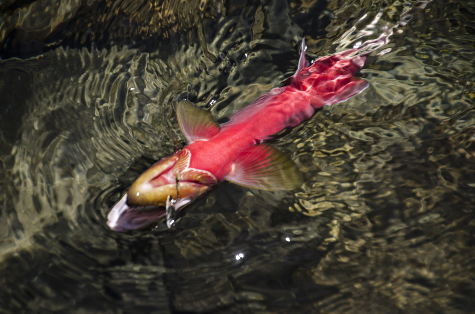 Fish4