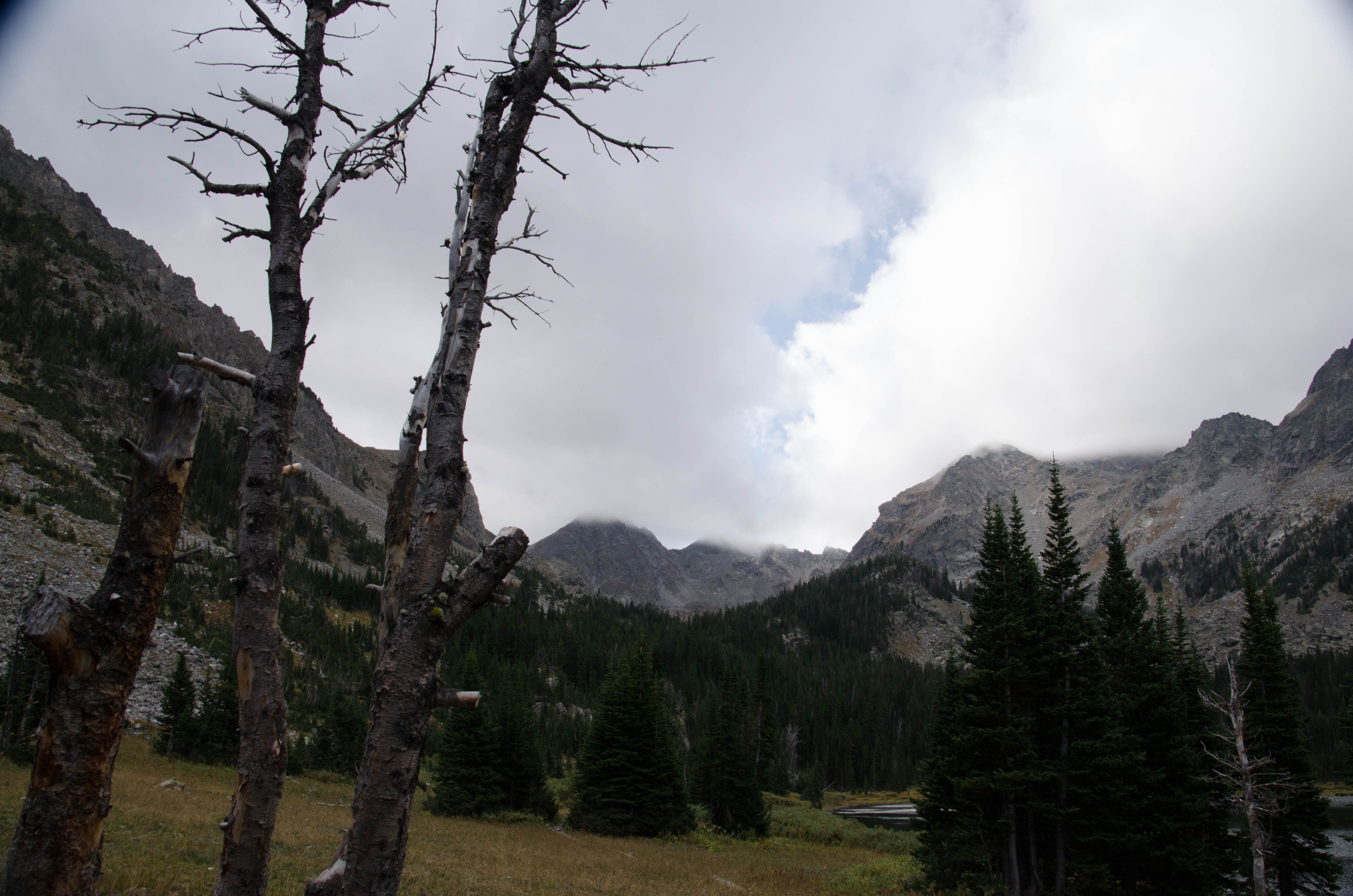 Standing dead trees in meadow with Spanish Peaks and clouds in background