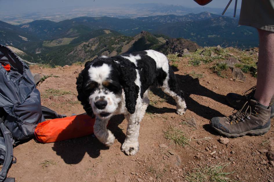 Black and white cocker spaniel on Mount Blackmore summit with mountain views