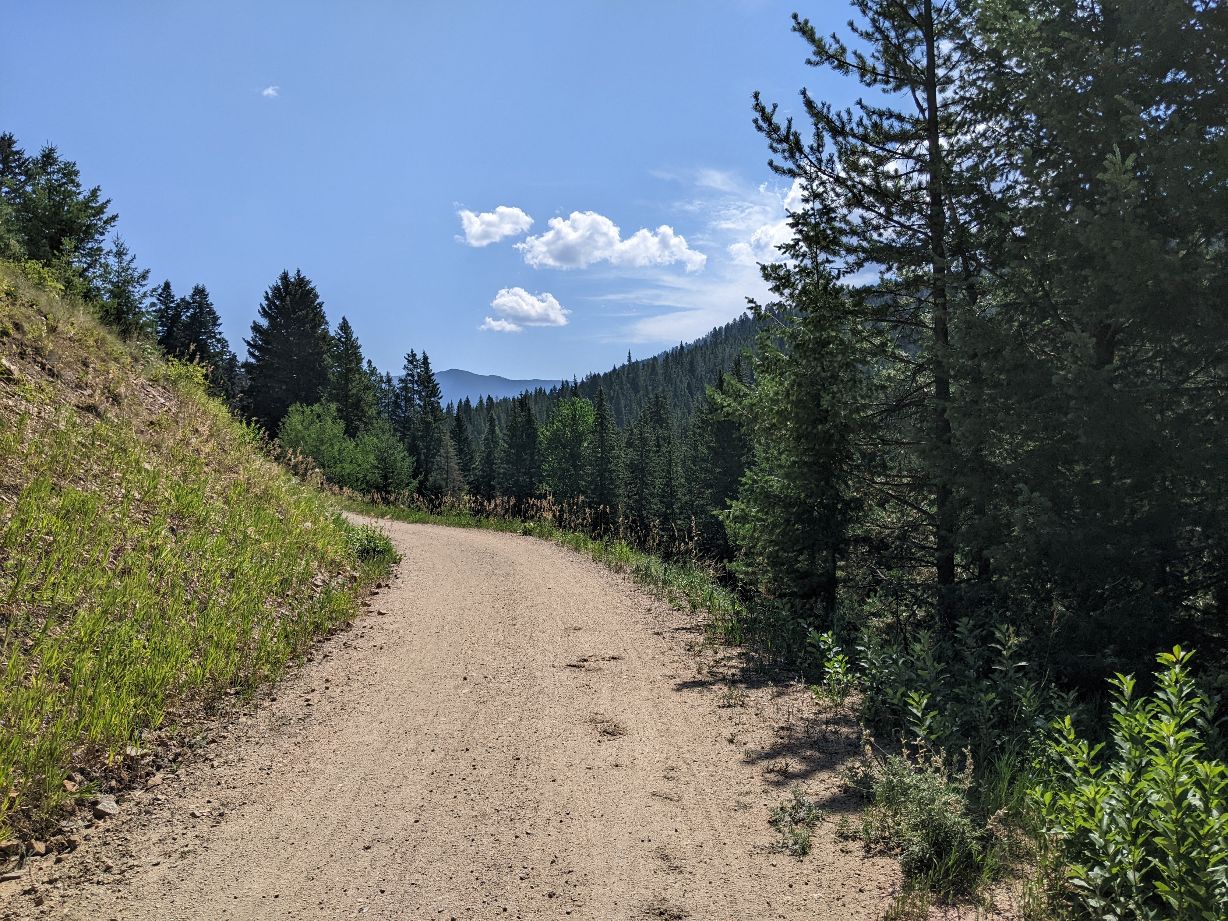 Wide dirt road grade climbing gradually through forest above Bozeman Creek