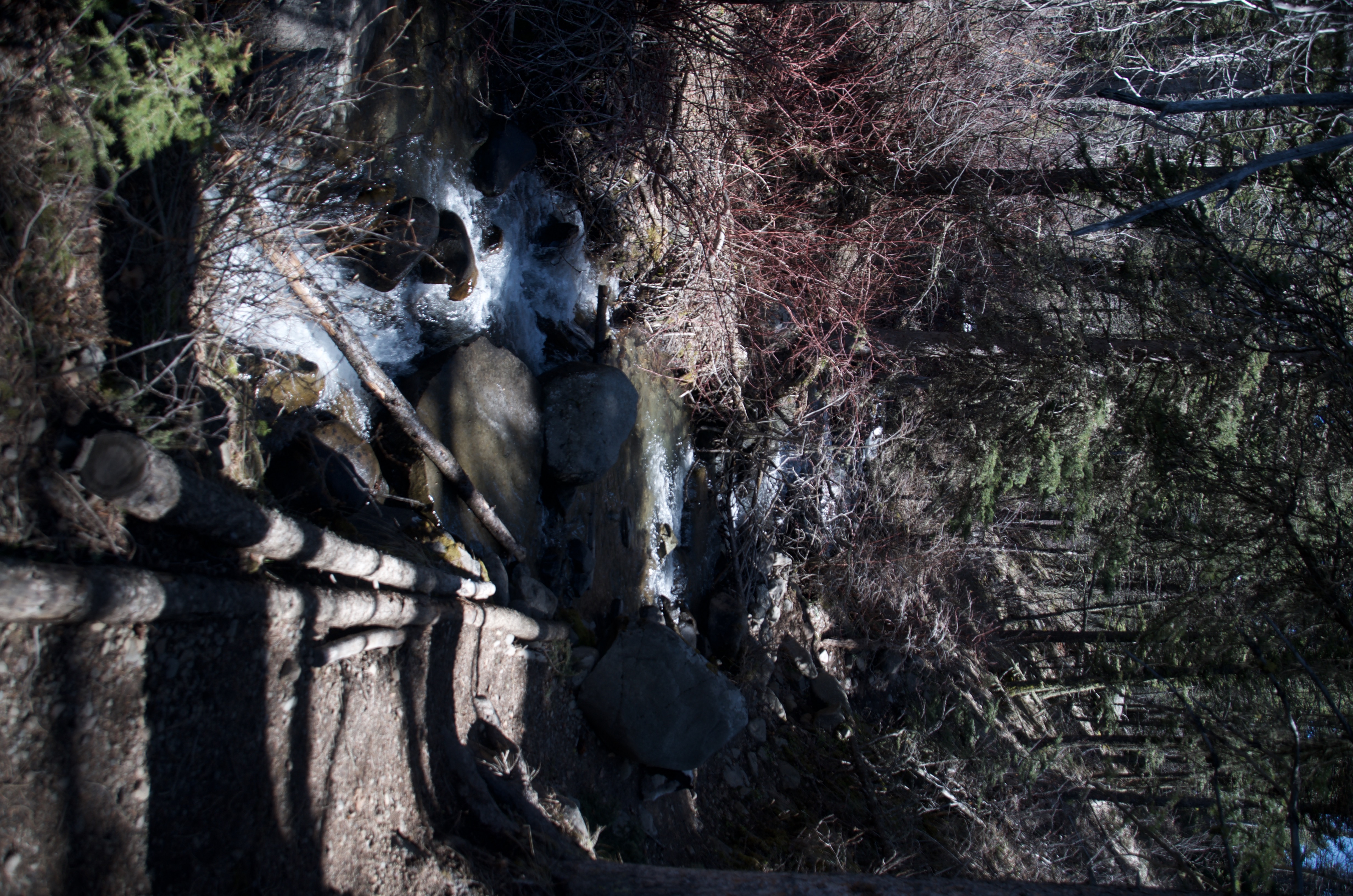 Weathered animal skull resting on rocky ledge with dappled light through conifer branches