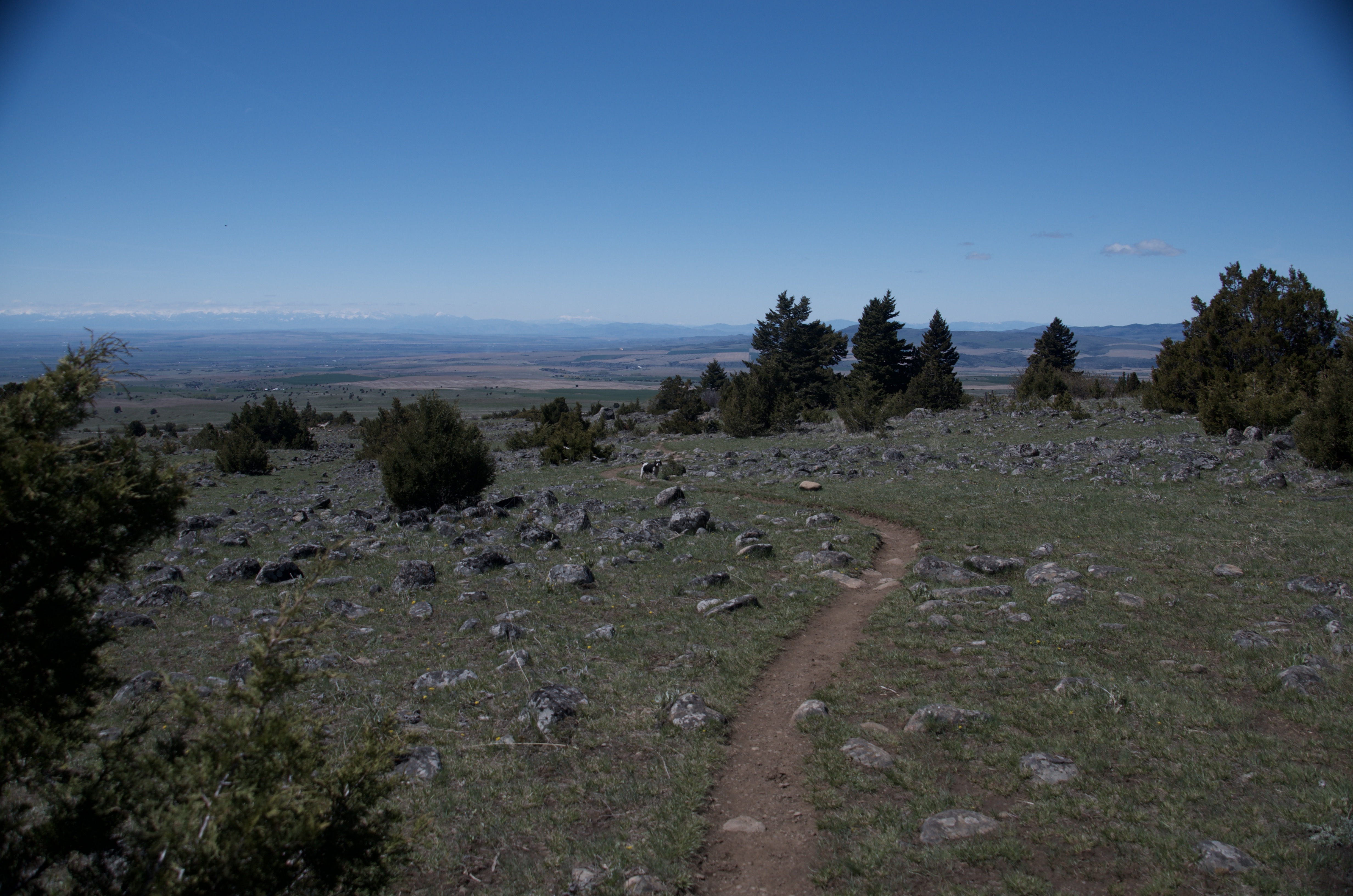 Narrow dirt trail winding through open rocky terrain with scattered junipers and broad Gallatin Valley beyond