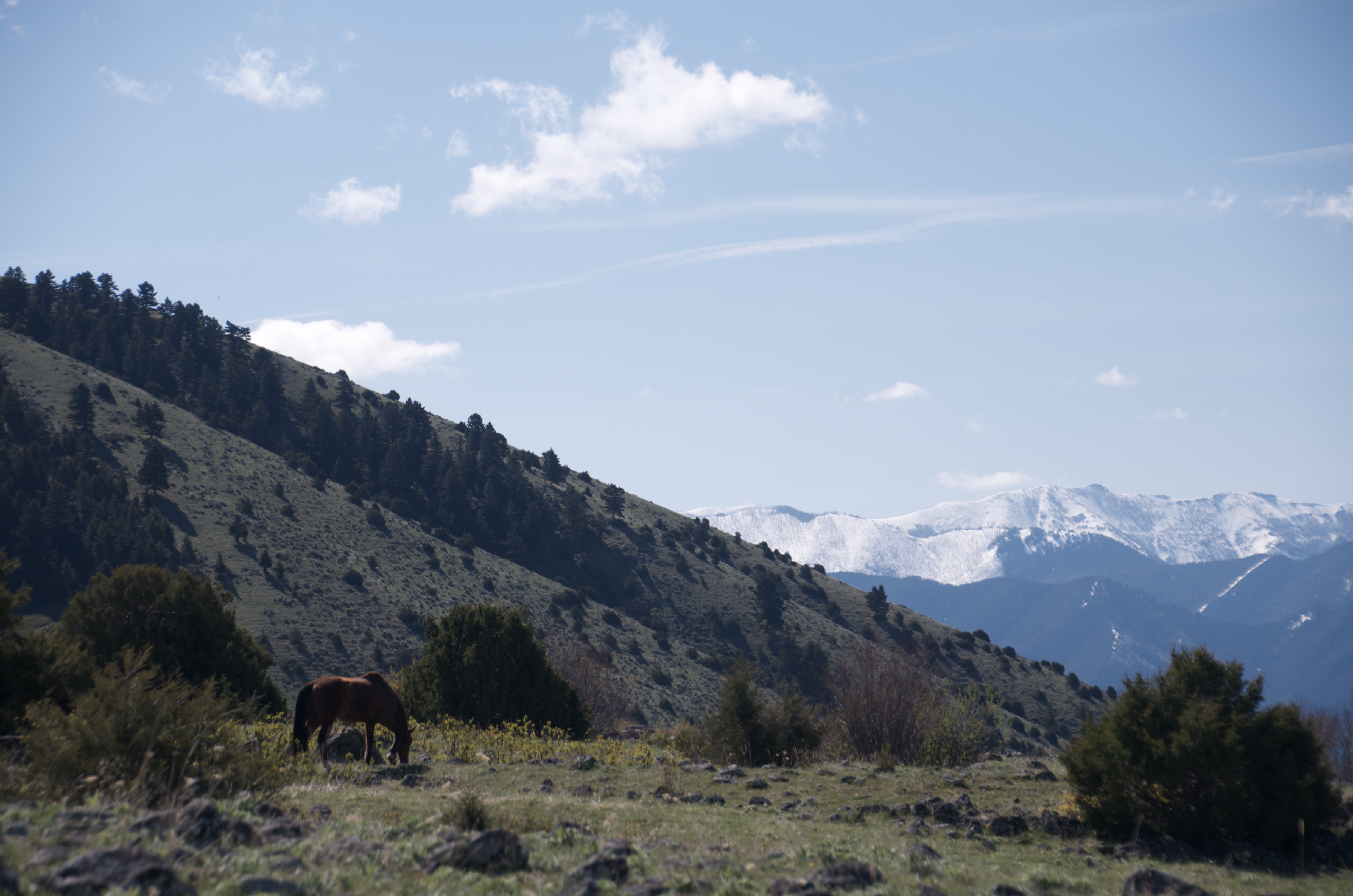 Horse grazing on open hillside with forested ridge and snow-capped Bridger Range peaks behind
