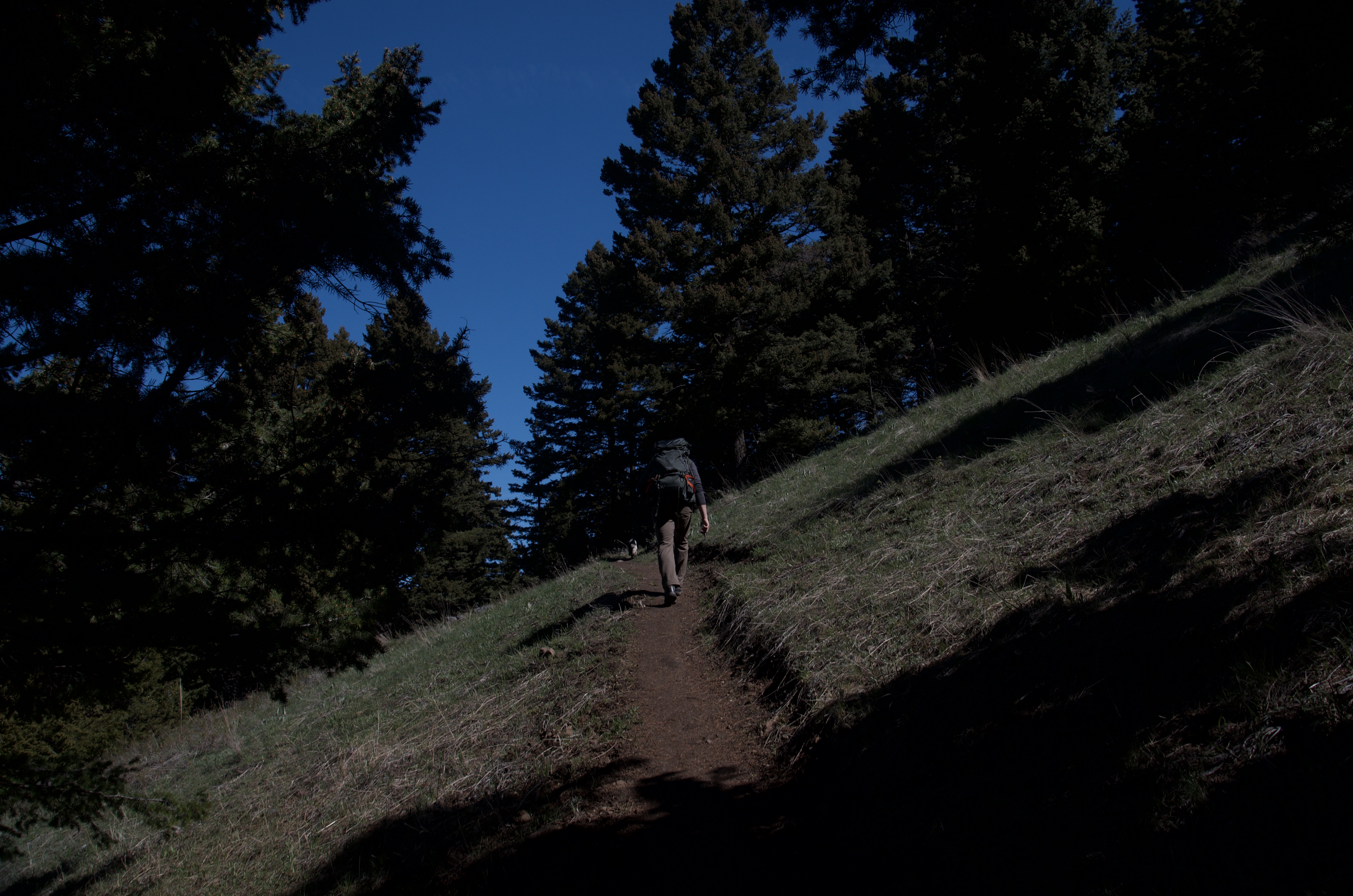 Hiker climbing shaded dirt trail through dense conifer forest in early morning light