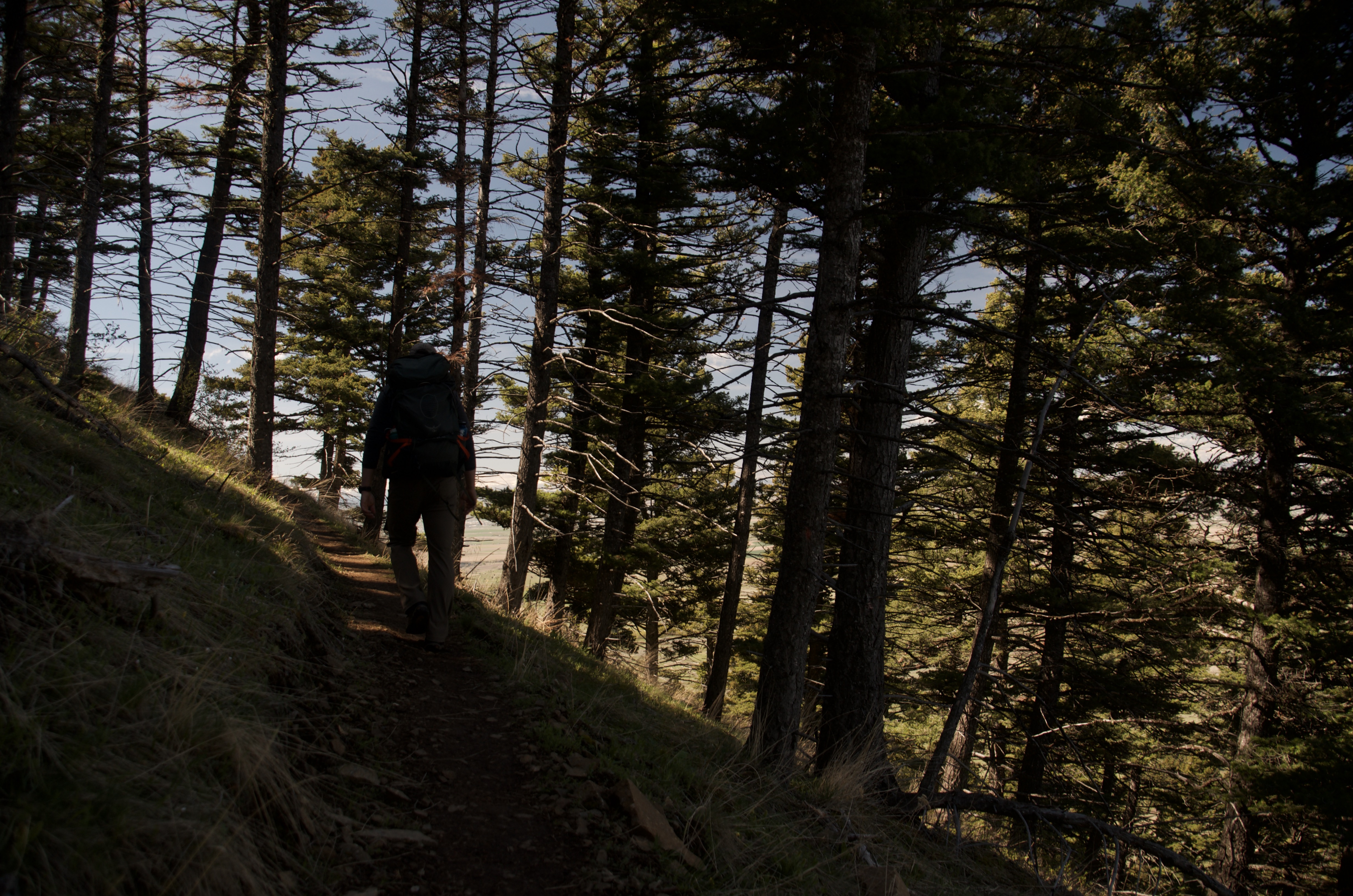 Hiker silhouette ascending steep forested trail through dense dark conifers