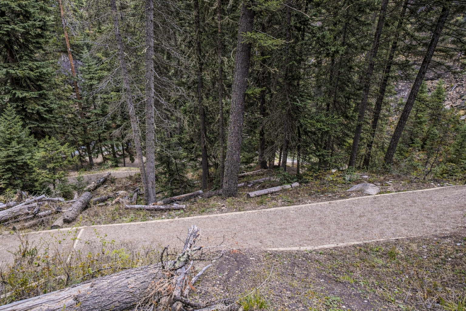 Wide paved trail winding through dense pine forest with fallen logs