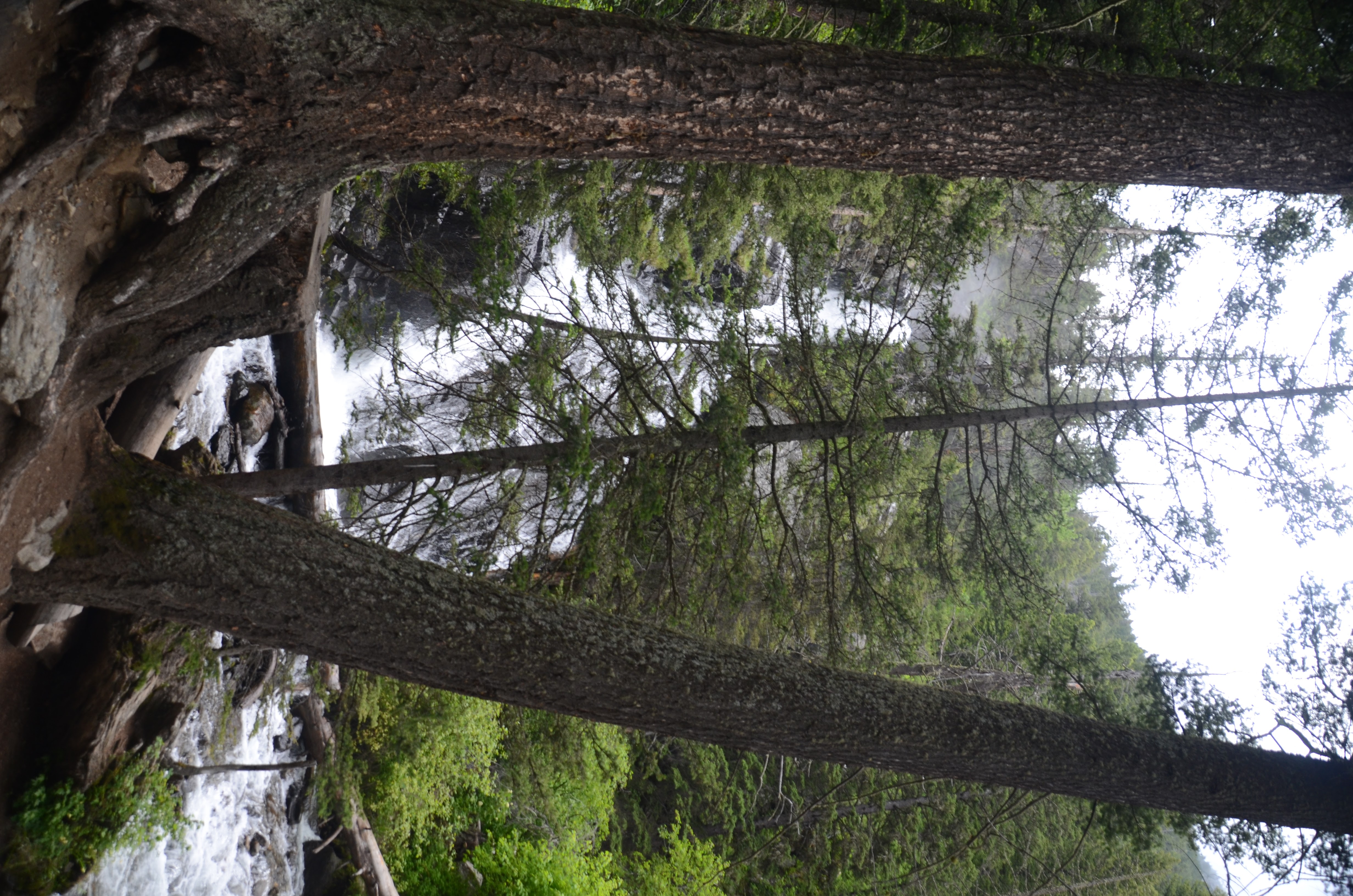 Dog standing on rocks beside rushing Pine Creek