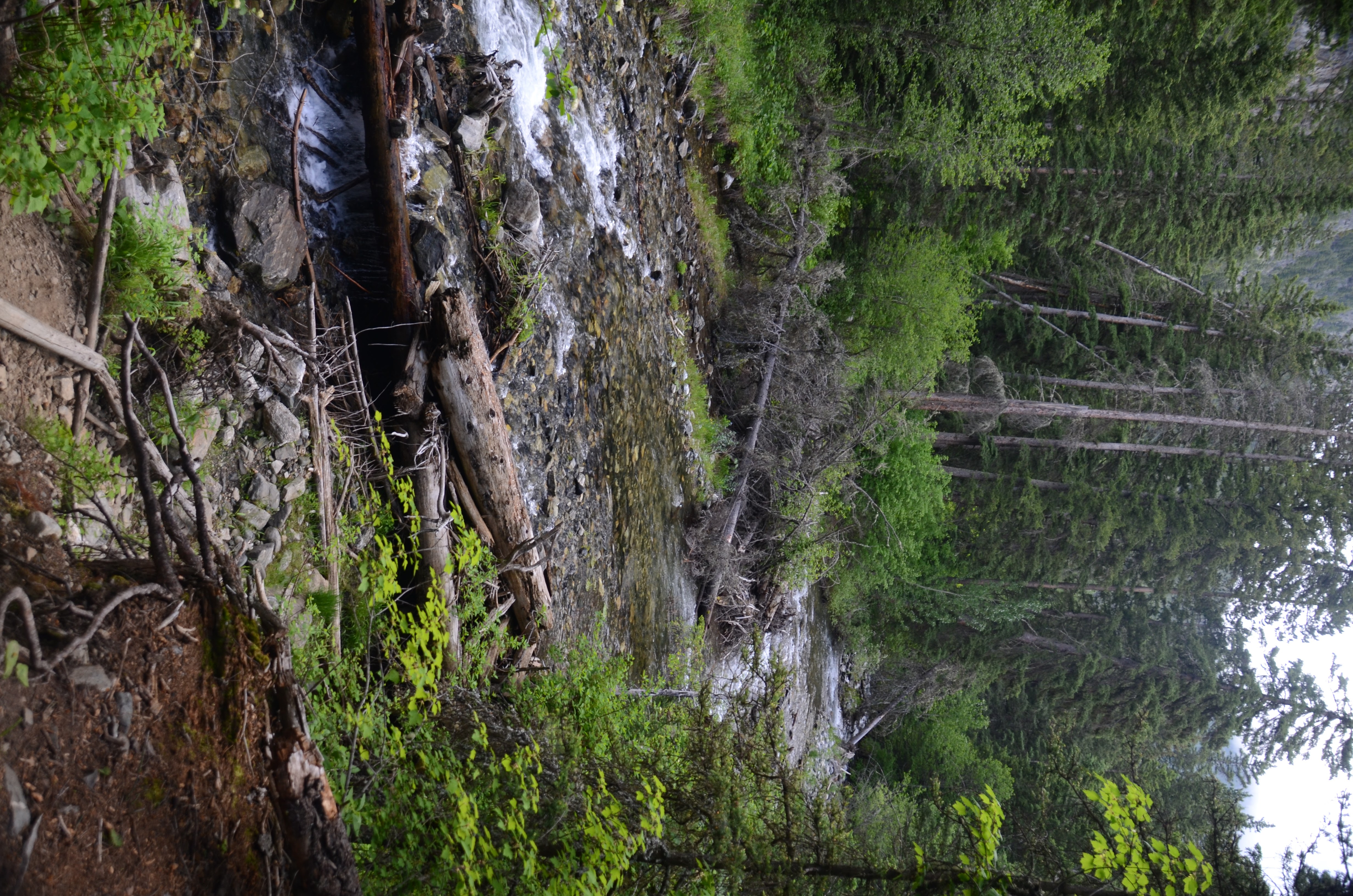 Dense lodgepole pine forest along the Pine Creek trail