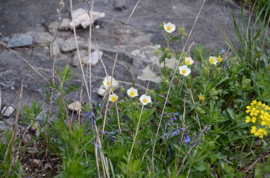 Pinecreek flowers