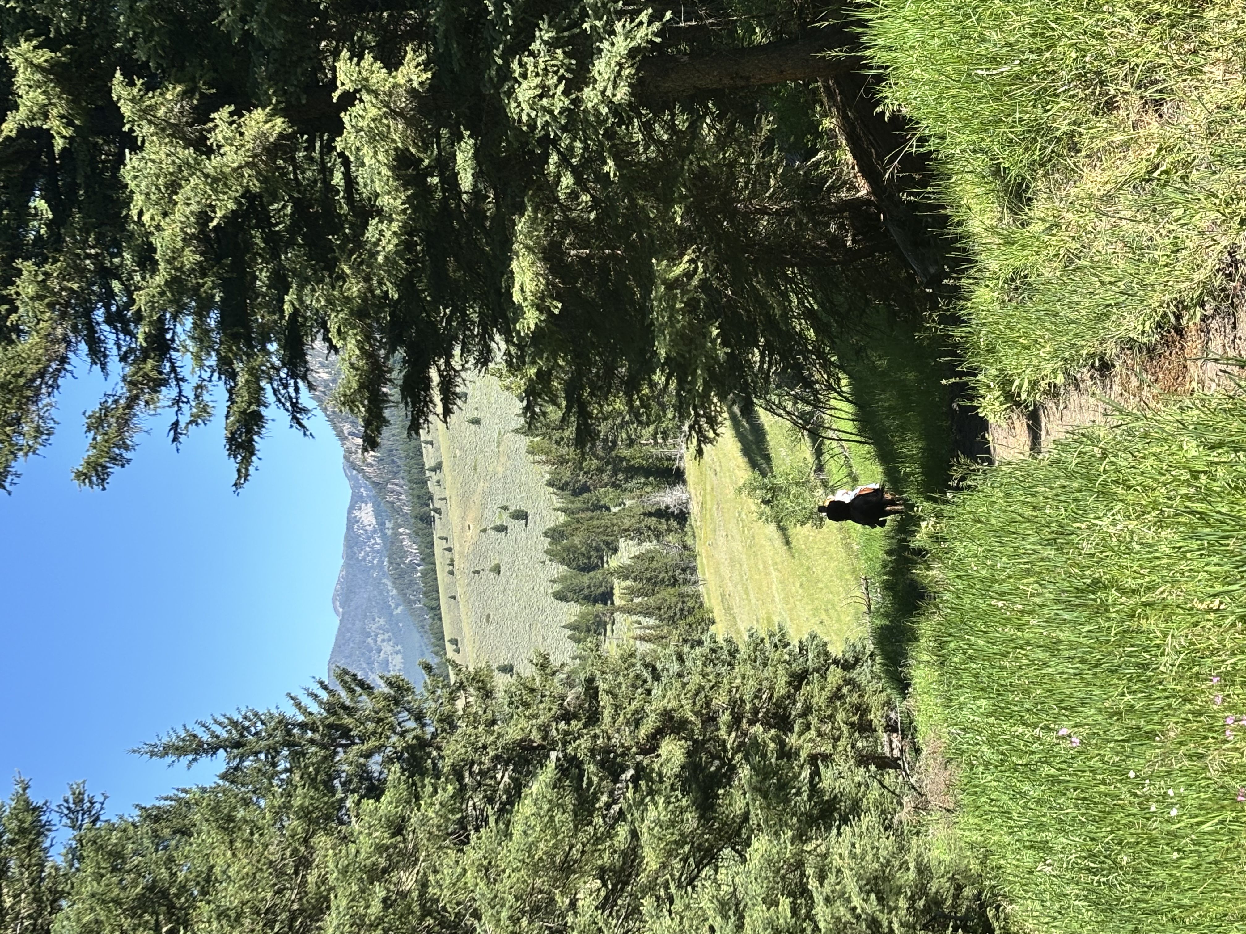 Forest-framed view of the open Porcupine Creek foothills