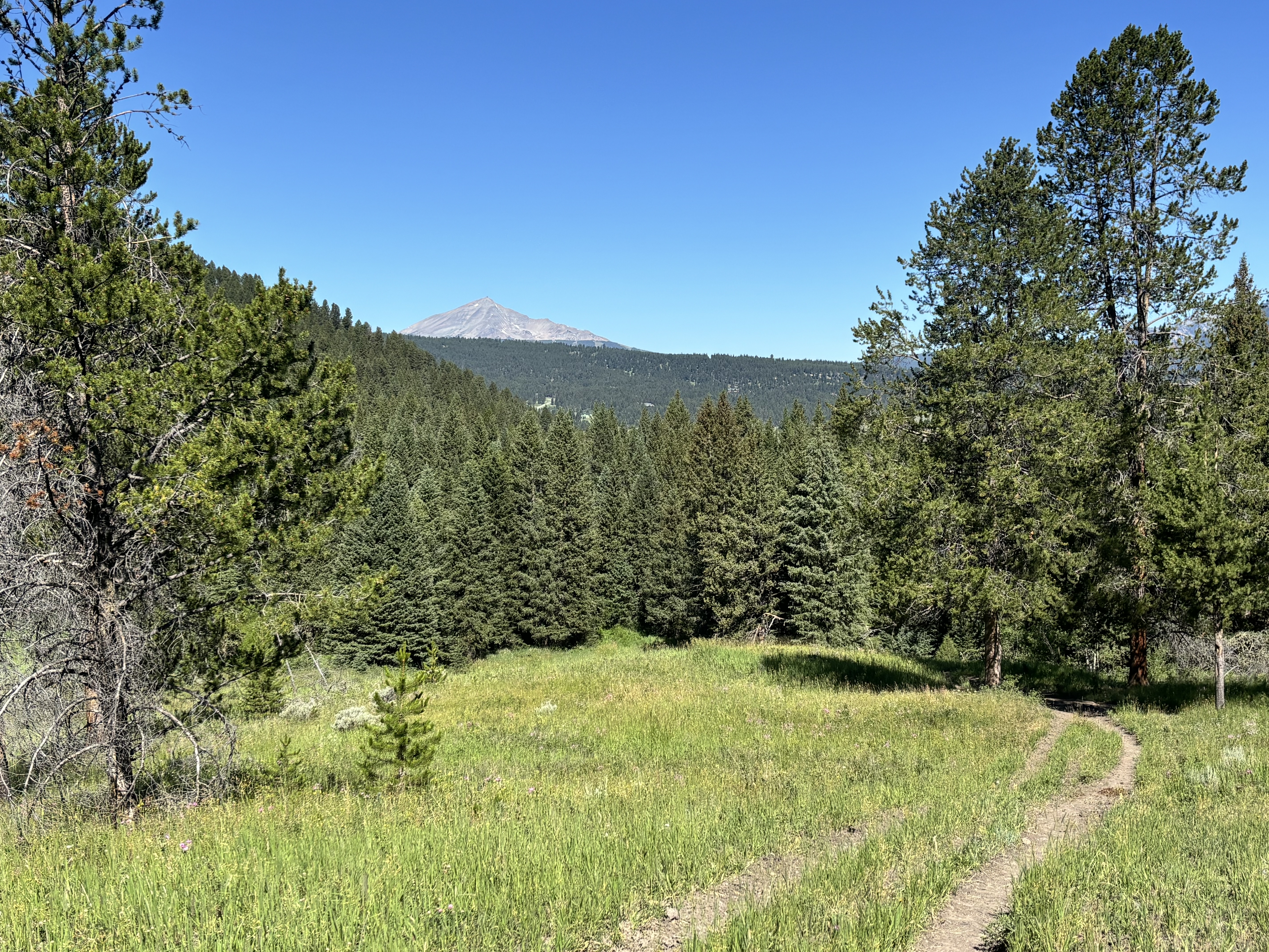 Porcupine Creek Trail leading through a green meadow toward a distant peak