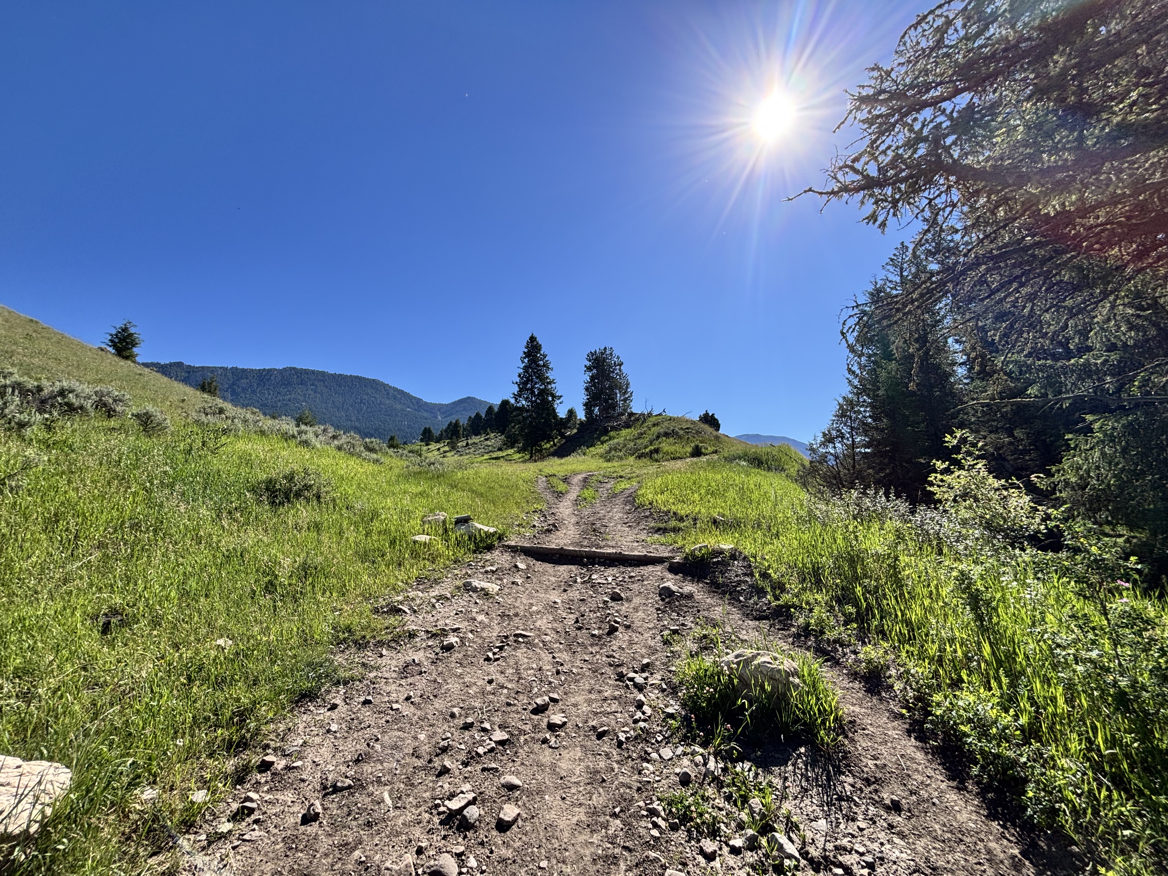 Rocky doubletrack climbing through a sunny meadow on Porcupine Creek Trail