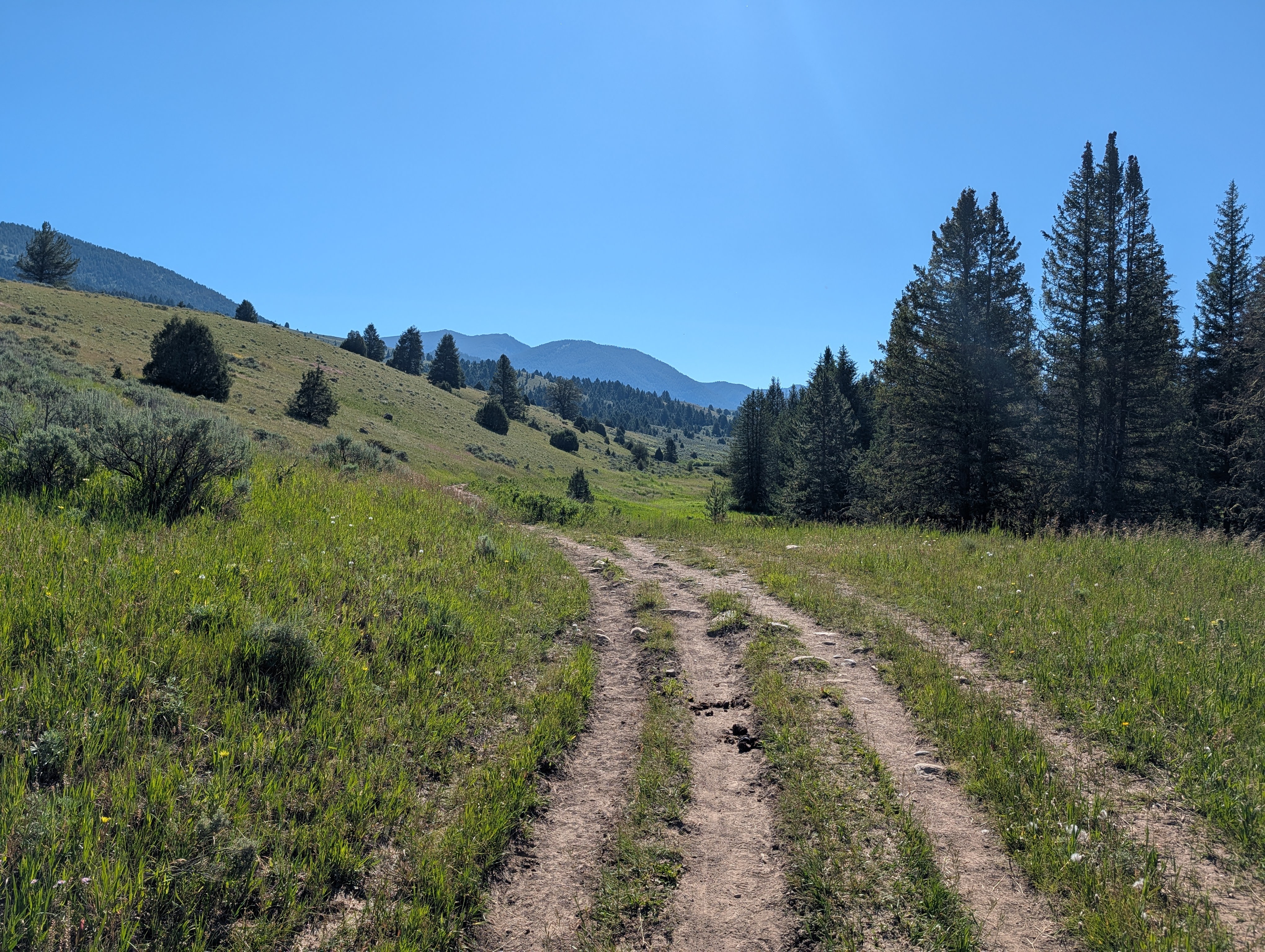 Grassy Porcupine Creek Trail winding through open foothills and conifers