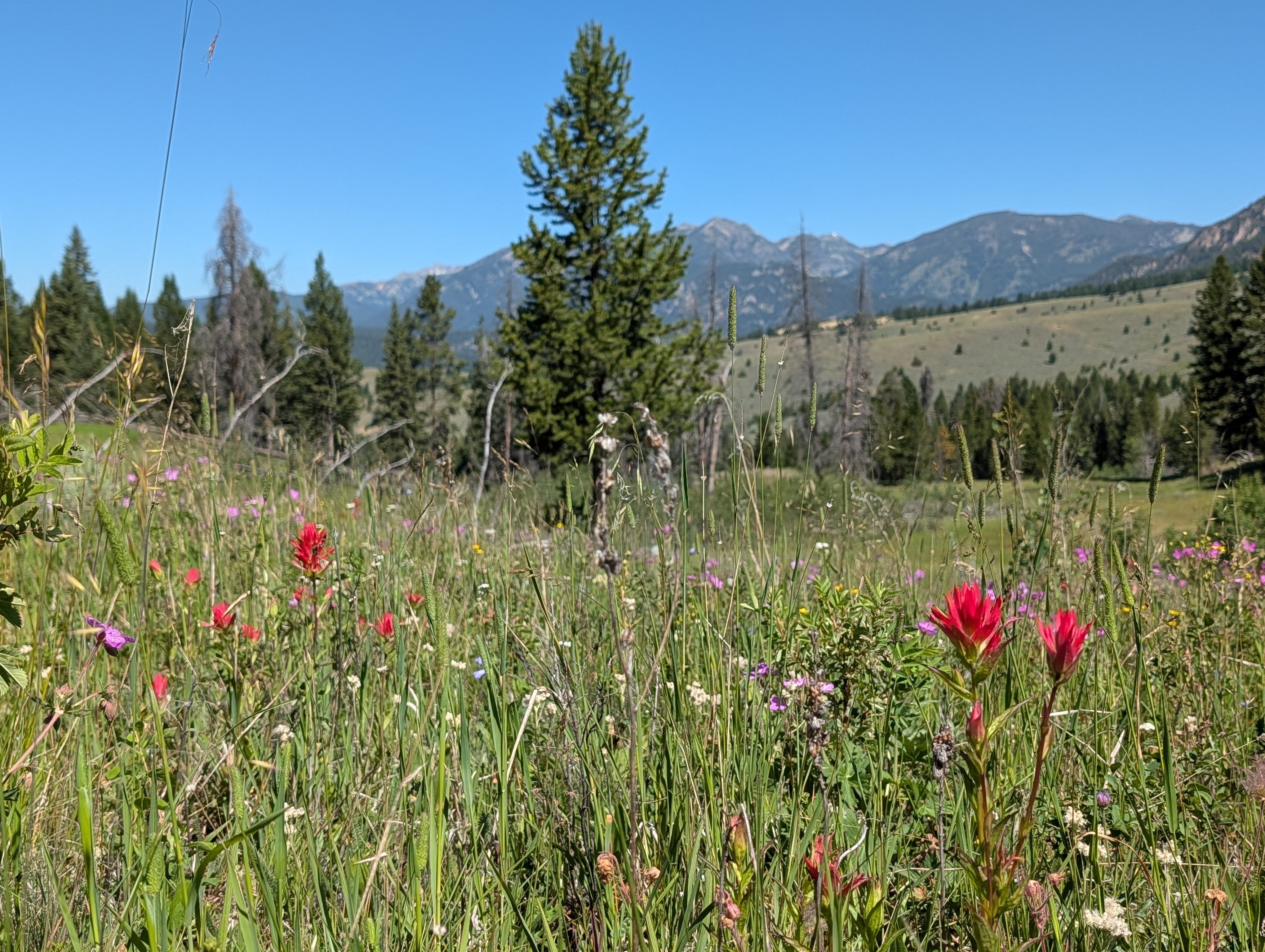 Red and purple wildflowers in a Porcupine Creek meadow with mountain views