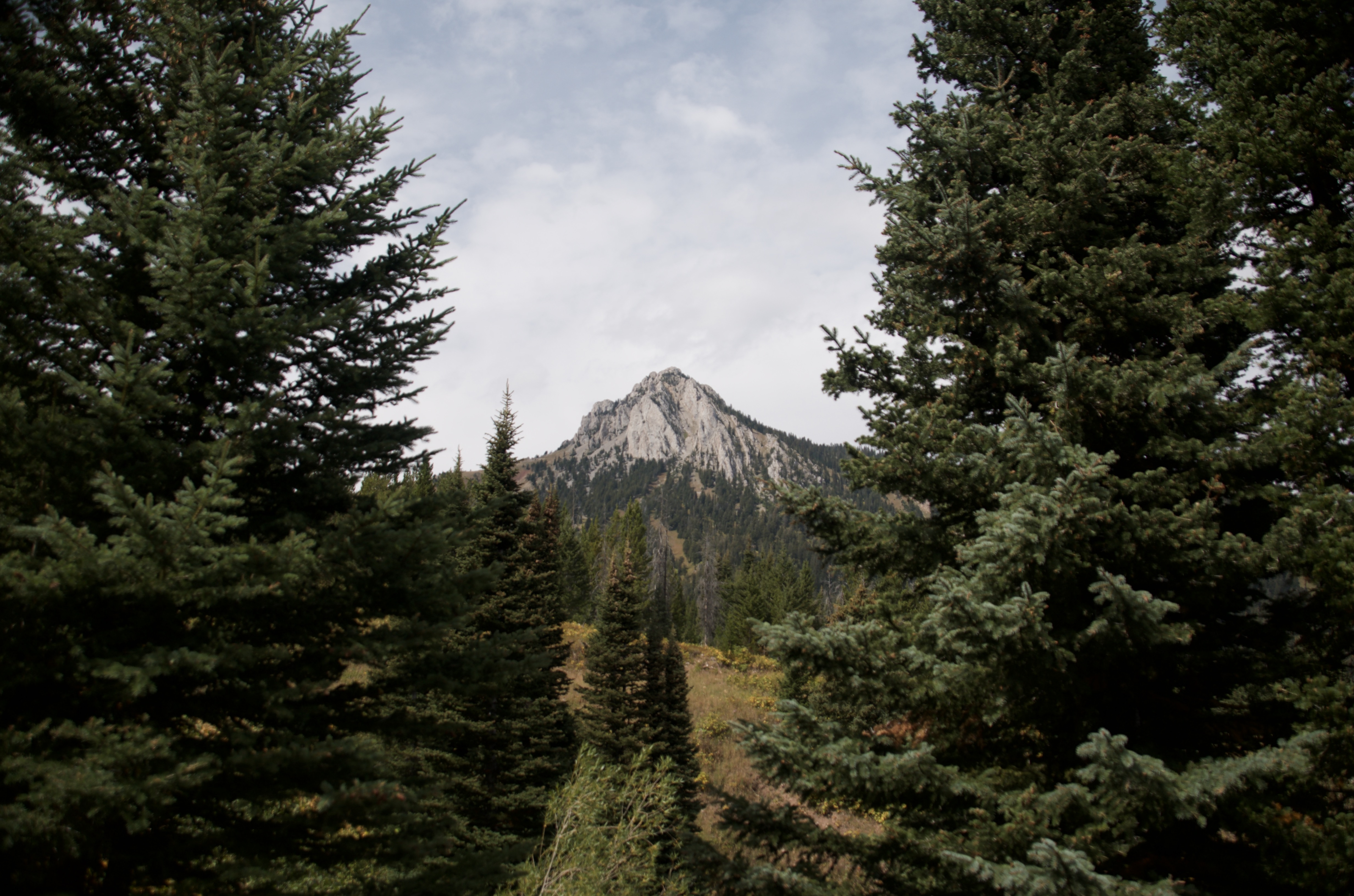 Rocky summit of Ross Peak framed between two large spruce trees