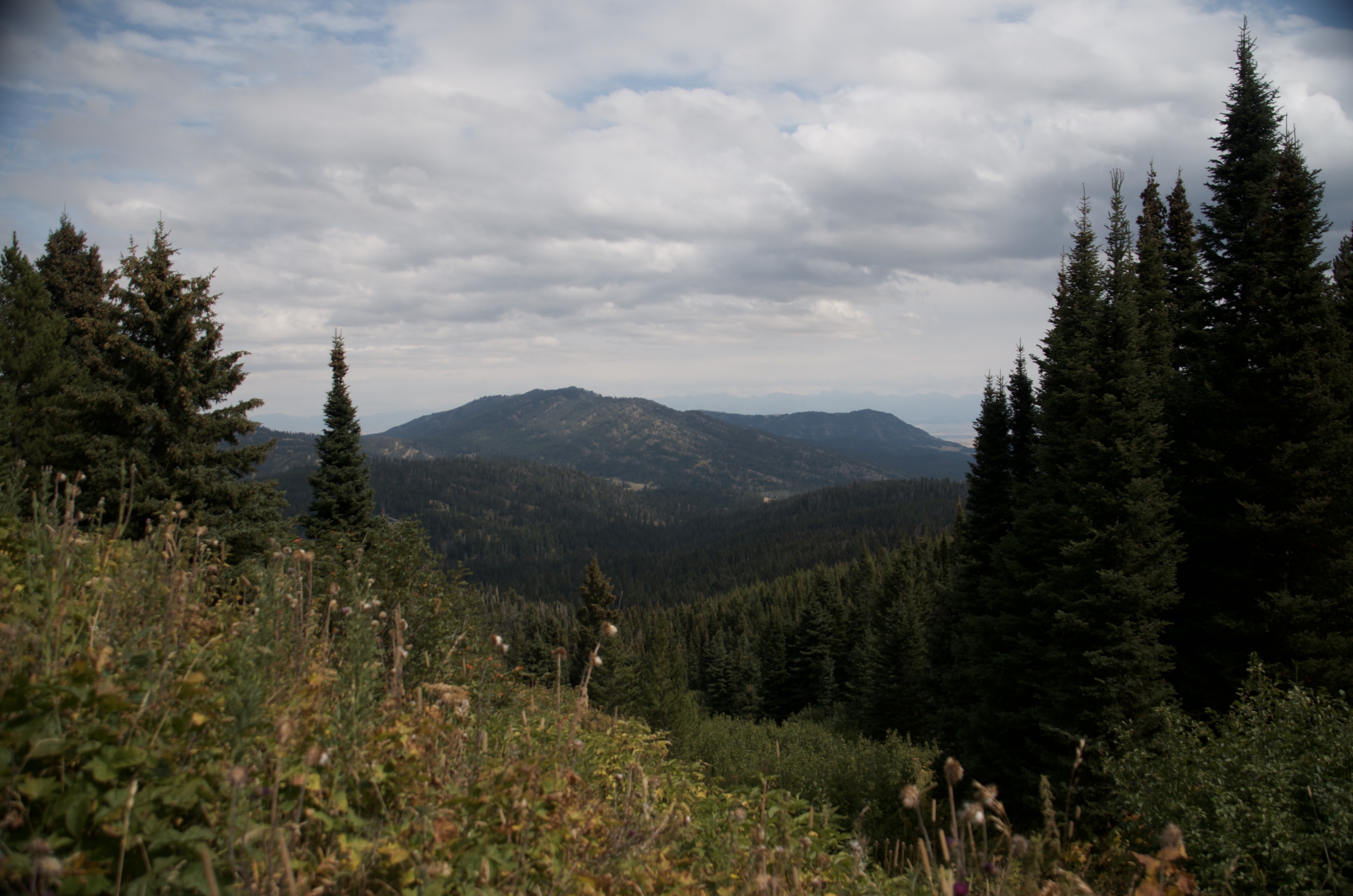 Rolling forested ridges and wide Gallatin Valley view from above treeline with wildflowers in foreground
