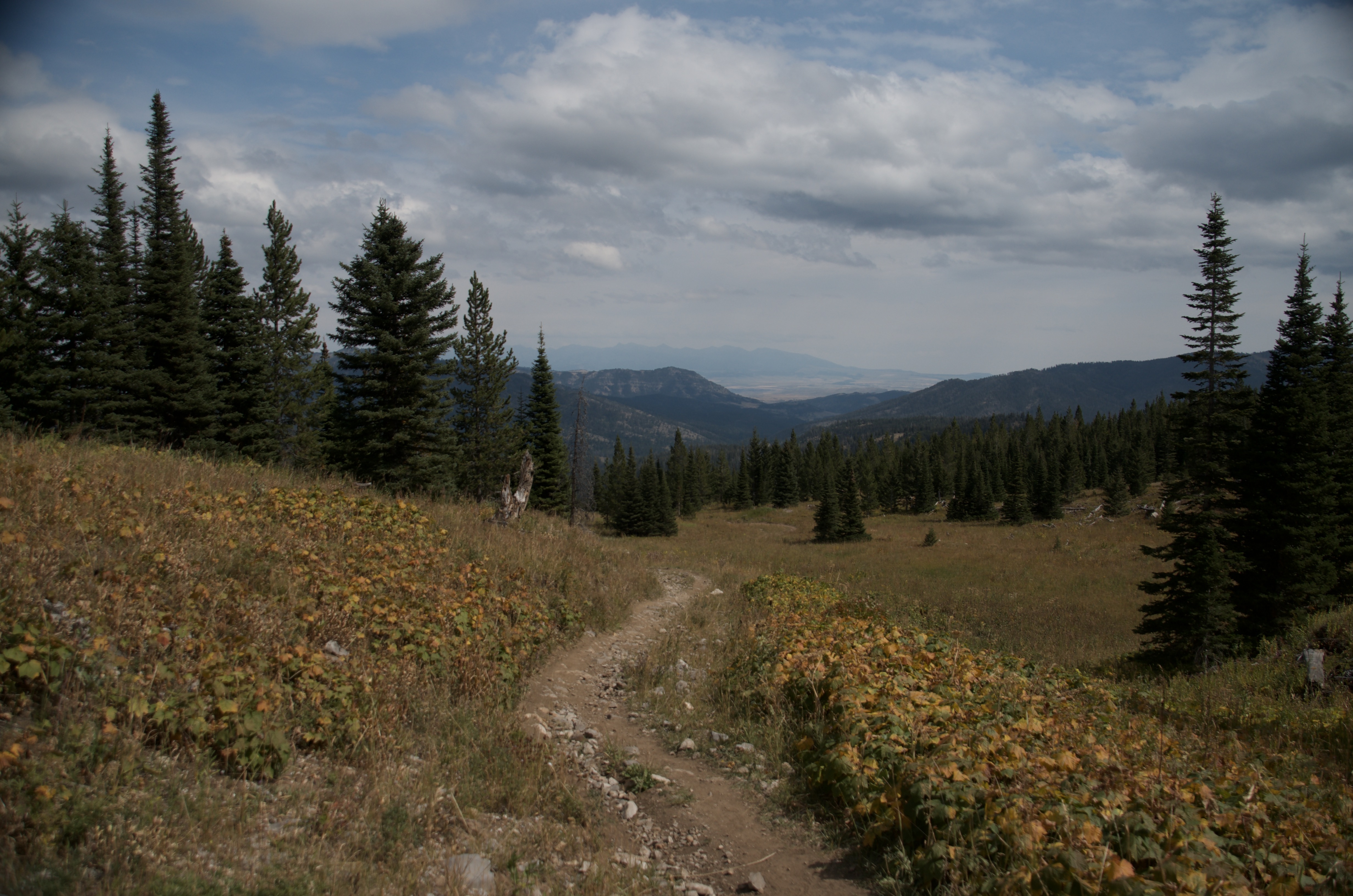 Narrow trail winding through open meadow with wildflowers and sweeping Gallatin Valley views