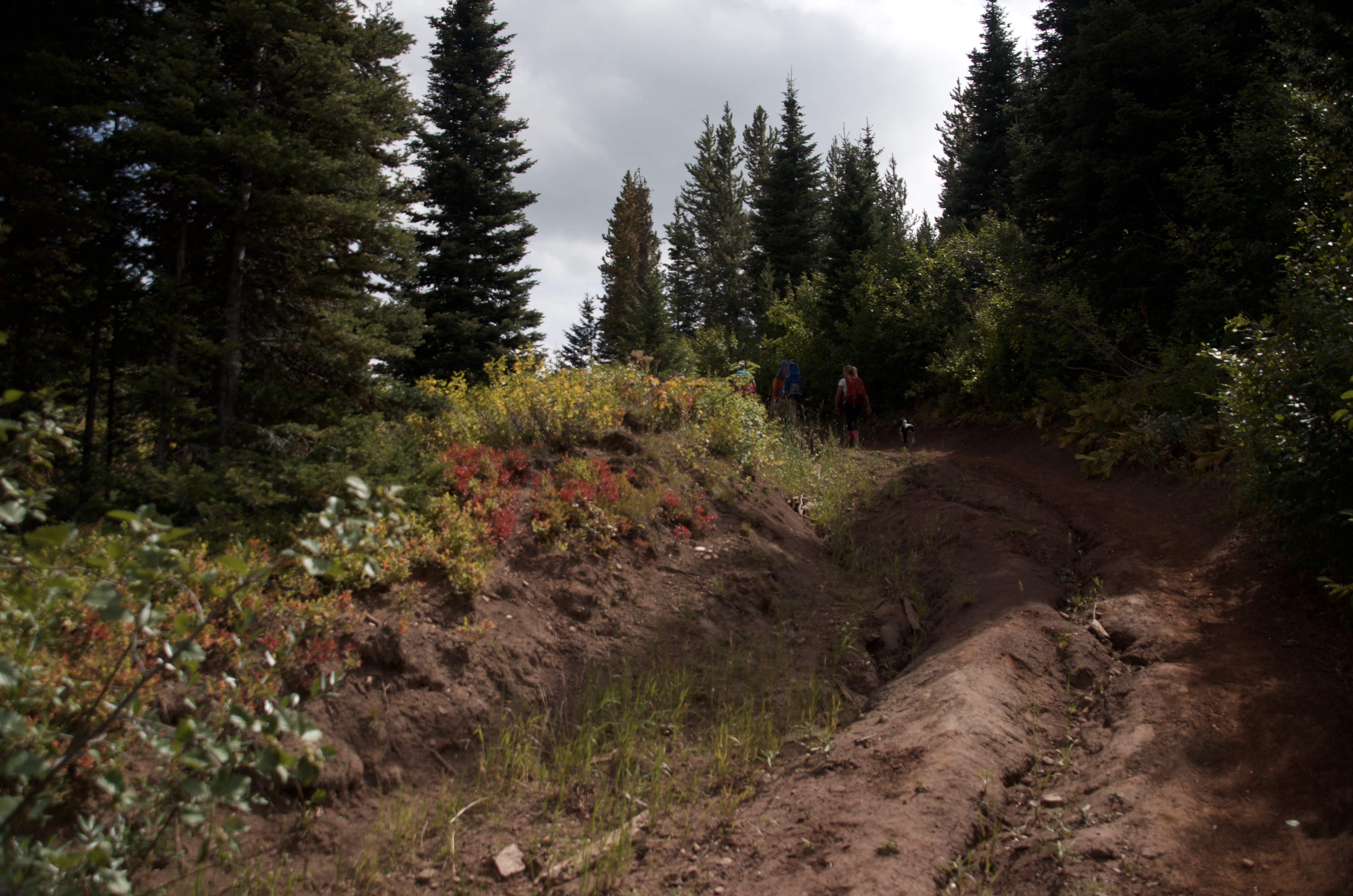 Deeply eroded rust-colored trail section through forest with hikers ahead and fall shrubs alongside