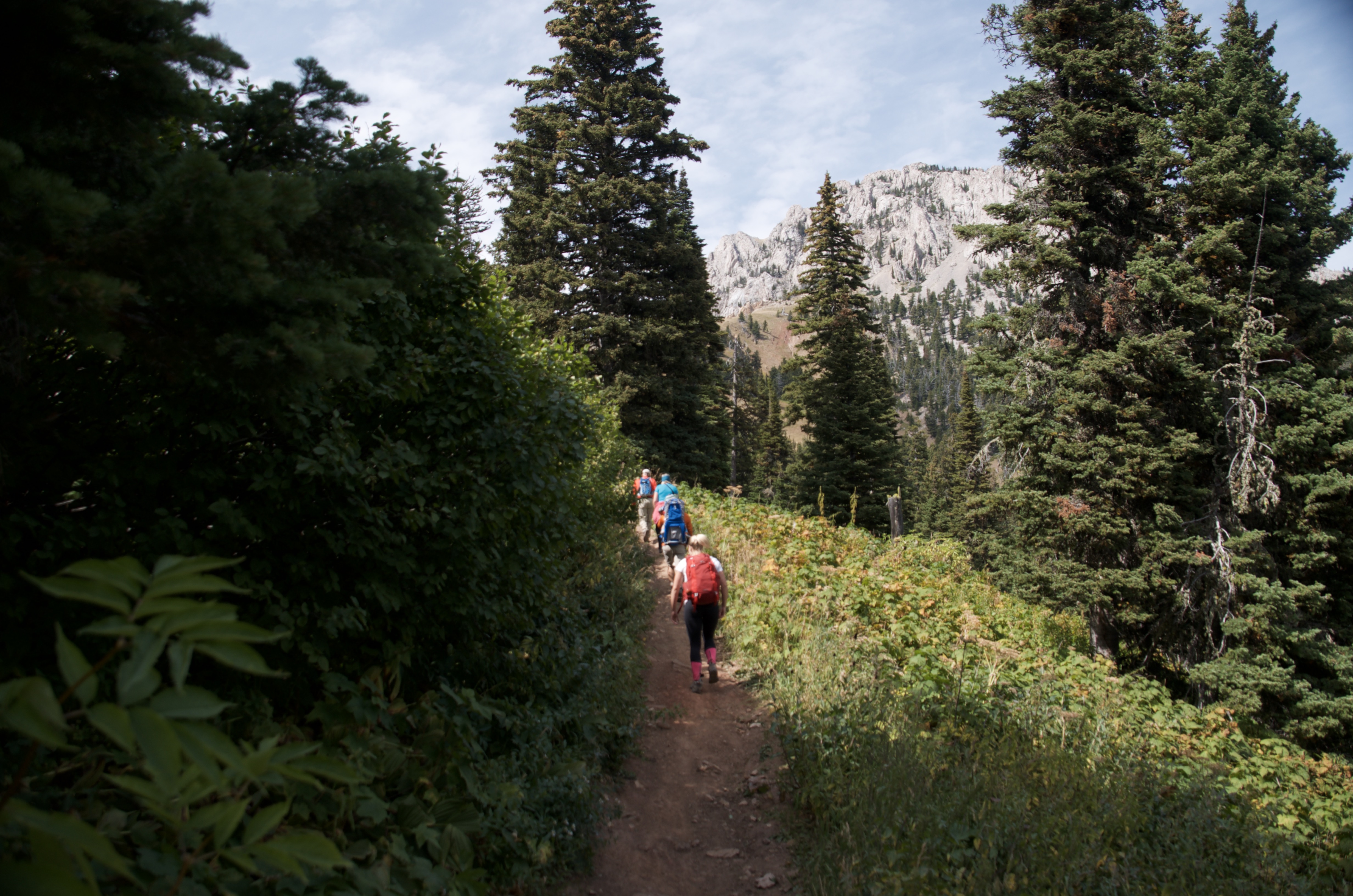 Group of hikers climbing narrow trail through lush green forest toward rocky summit