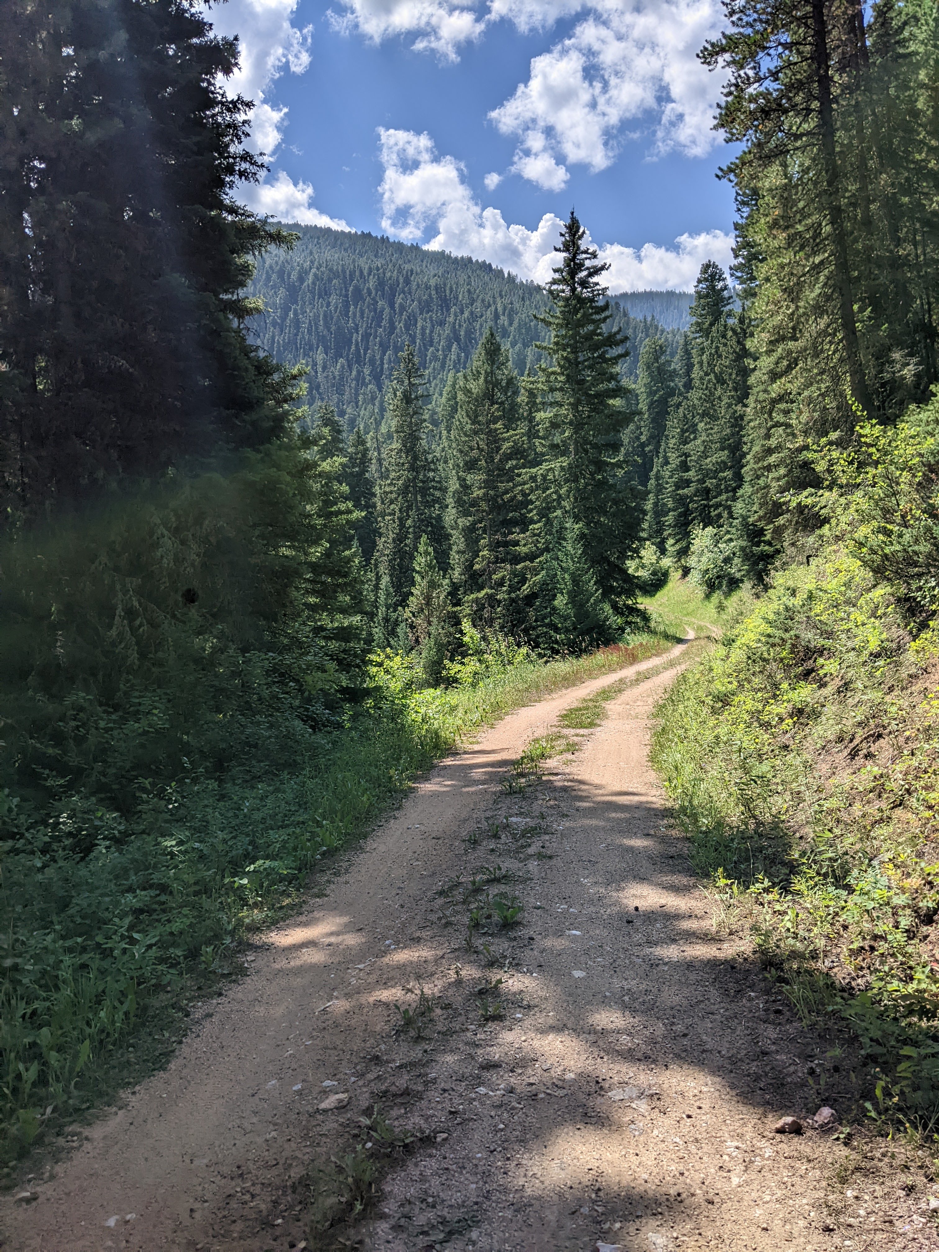 Dirt road trail curving through dense evergreen forest toward mountains