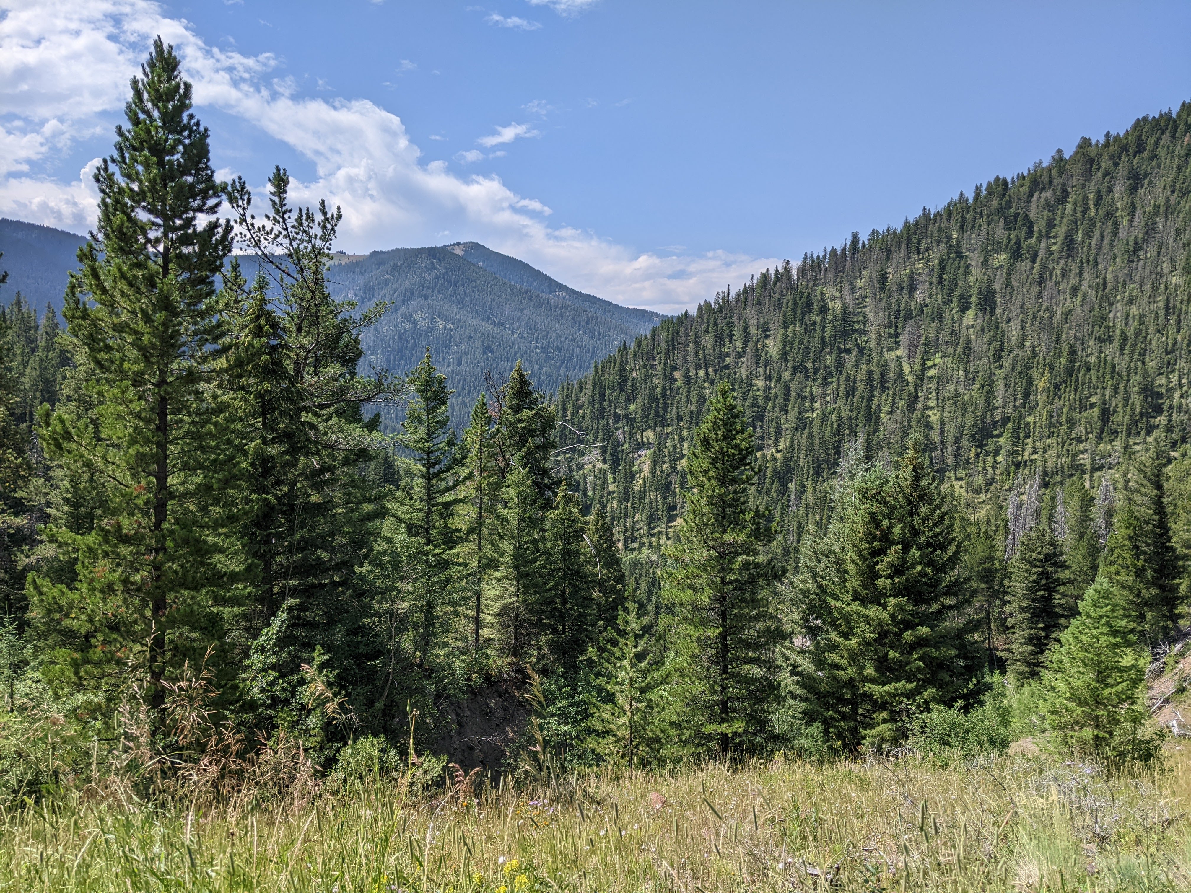 Forested mountainside view with pine trees and grassy meadow