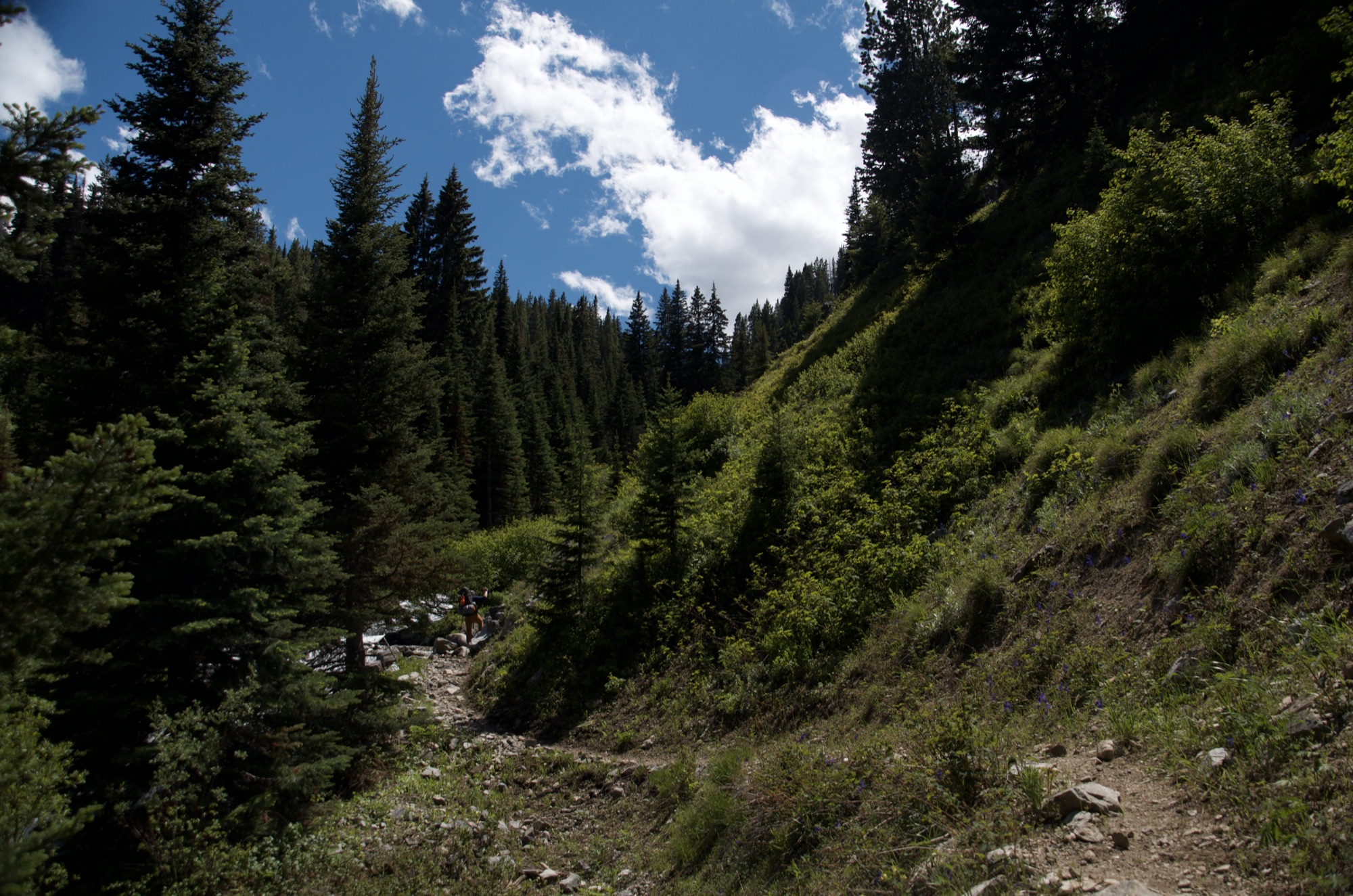 Steep rocky trail section climbing through dense evergreen forest