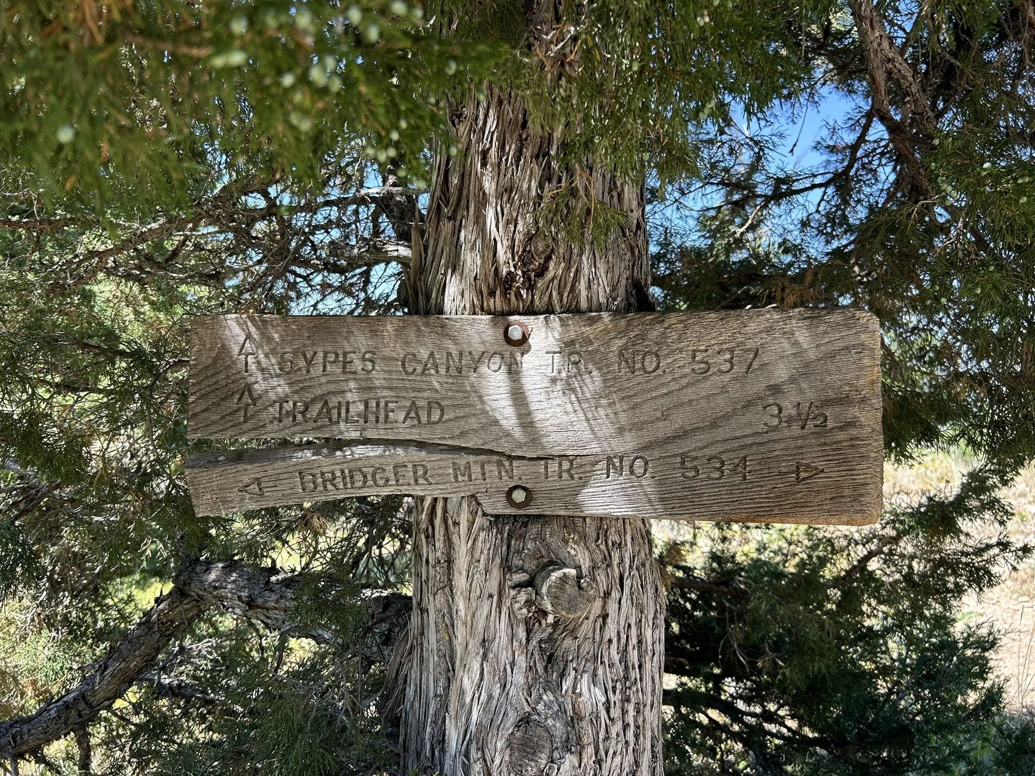 Weathered wooden sign for Sypes Canyon Trail 531 and Bridger Mountain Trail 534