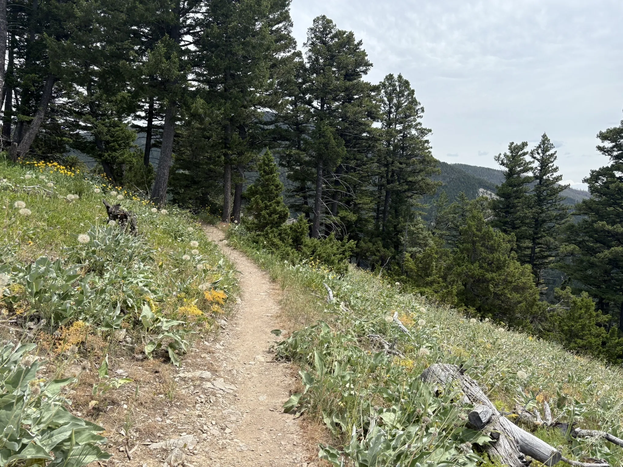 Singletrack trail traversing a wildflower-covered slope through pine forest in Sypes Canyon