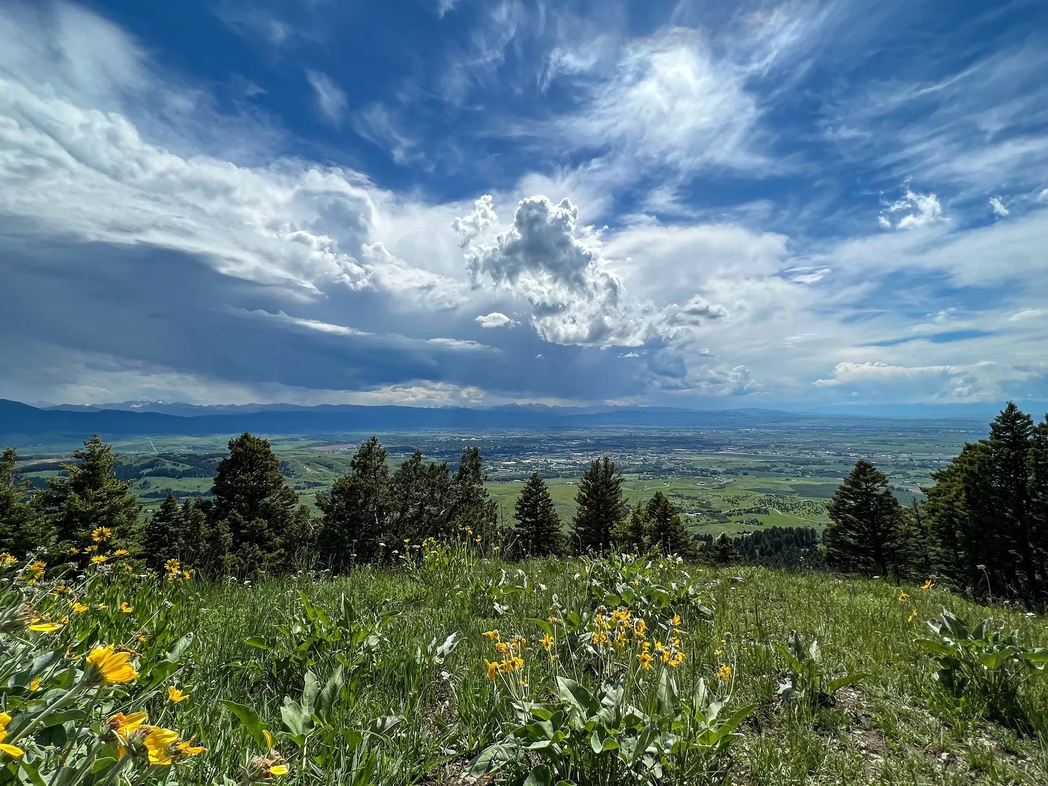 Sypes Canyon trail crossing an open wildflower slope with the Gallatin Valley and distant mountains below