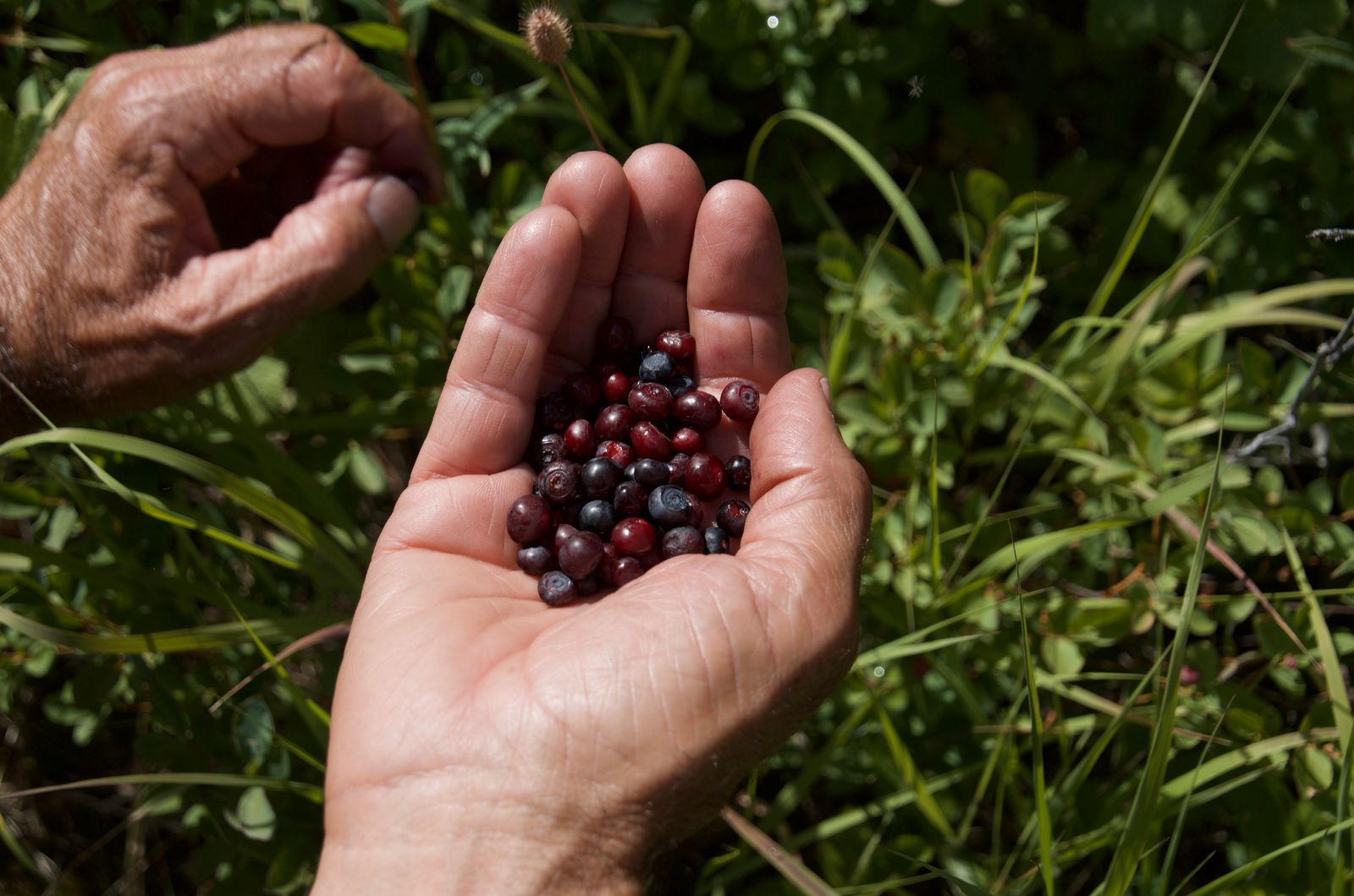 Handful of freshly picked wild huckleberries in red and blue colors