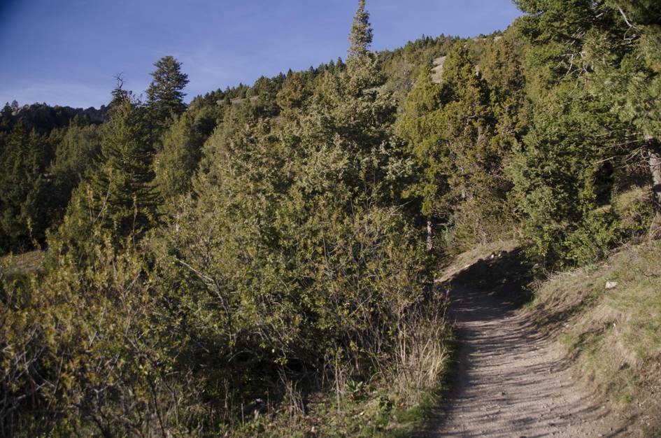 Dirt trail winding through dense evergreen forest