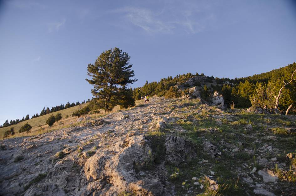 Rocky hillside with hikers and pine tree at golden hour