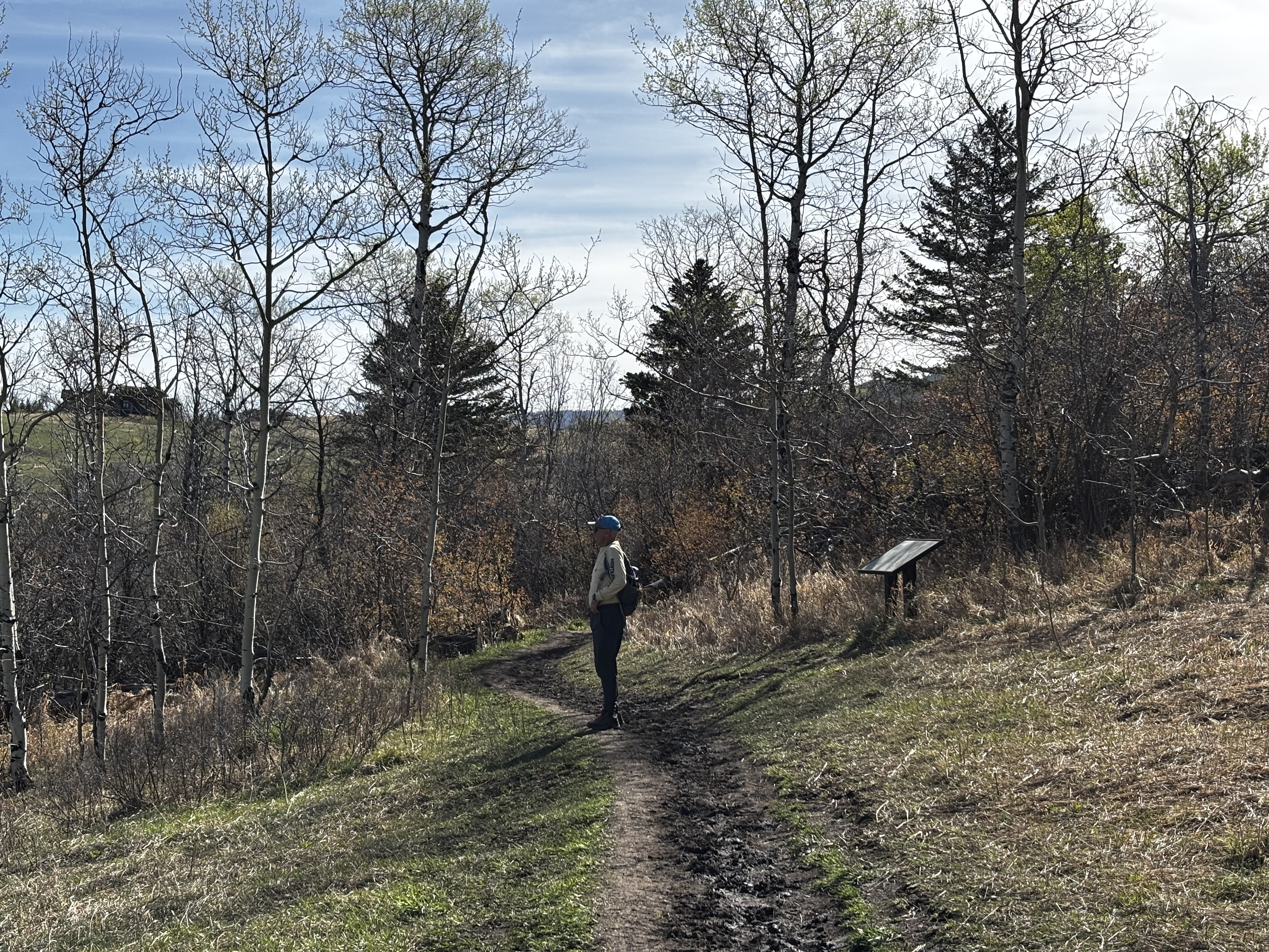 Hiker standing at trail junction surrounded by leafless aspens with an interpretive sign nearby and open hillside behind